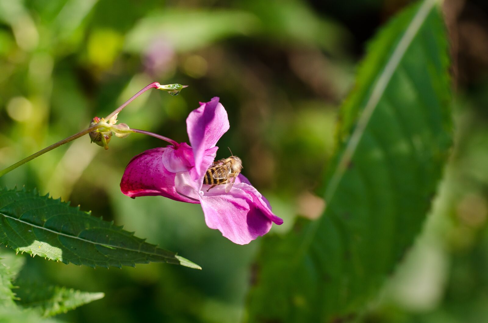 Nikon D7000 sample photo. Flower, violet, nature photography