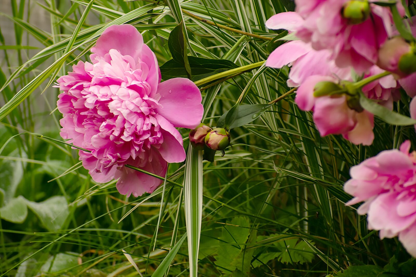 Nikon D5300 sample photo. Peonies, flowers, pink photography