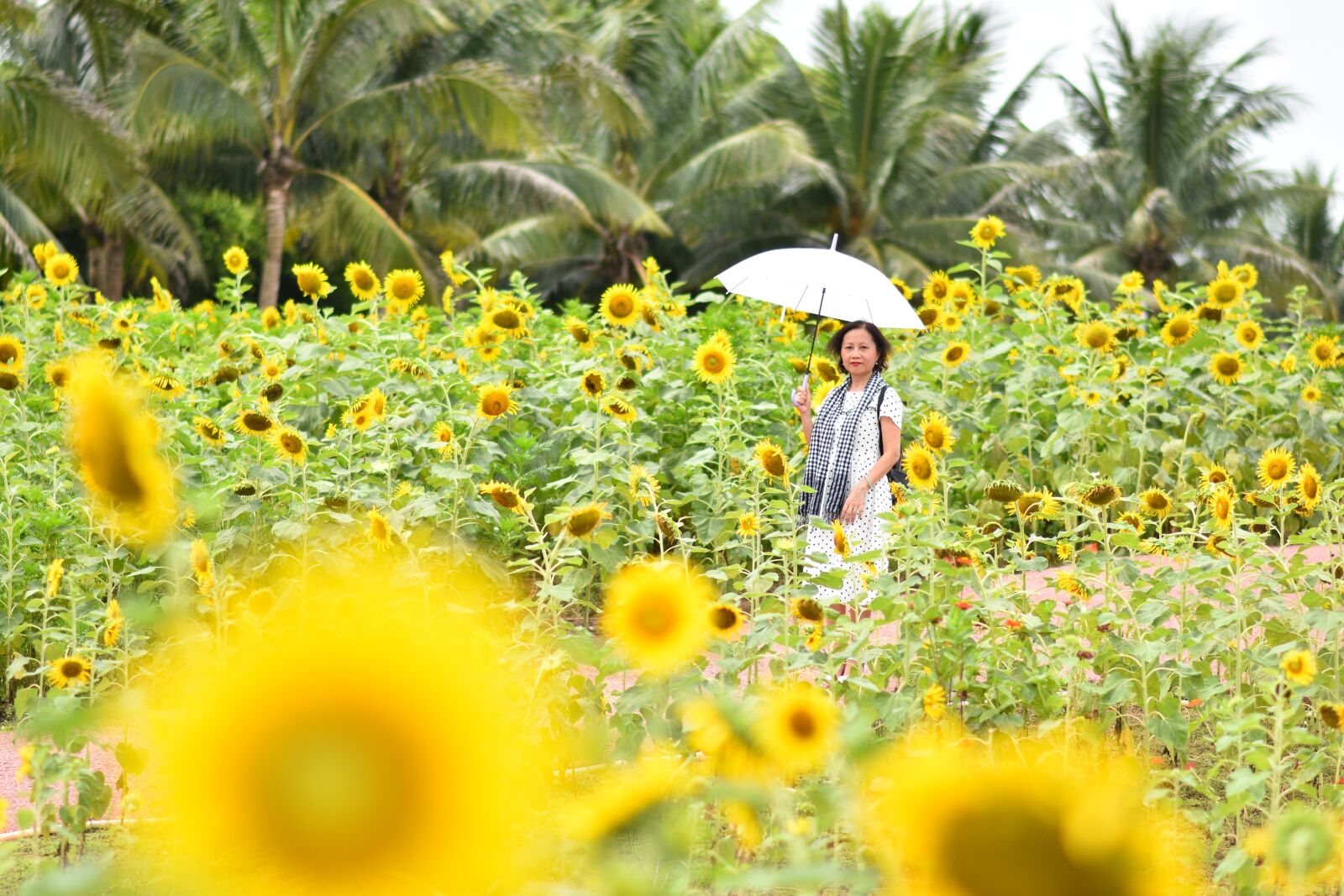 Nikon D7200 sample photo. Sunflower, yellow, flora photography