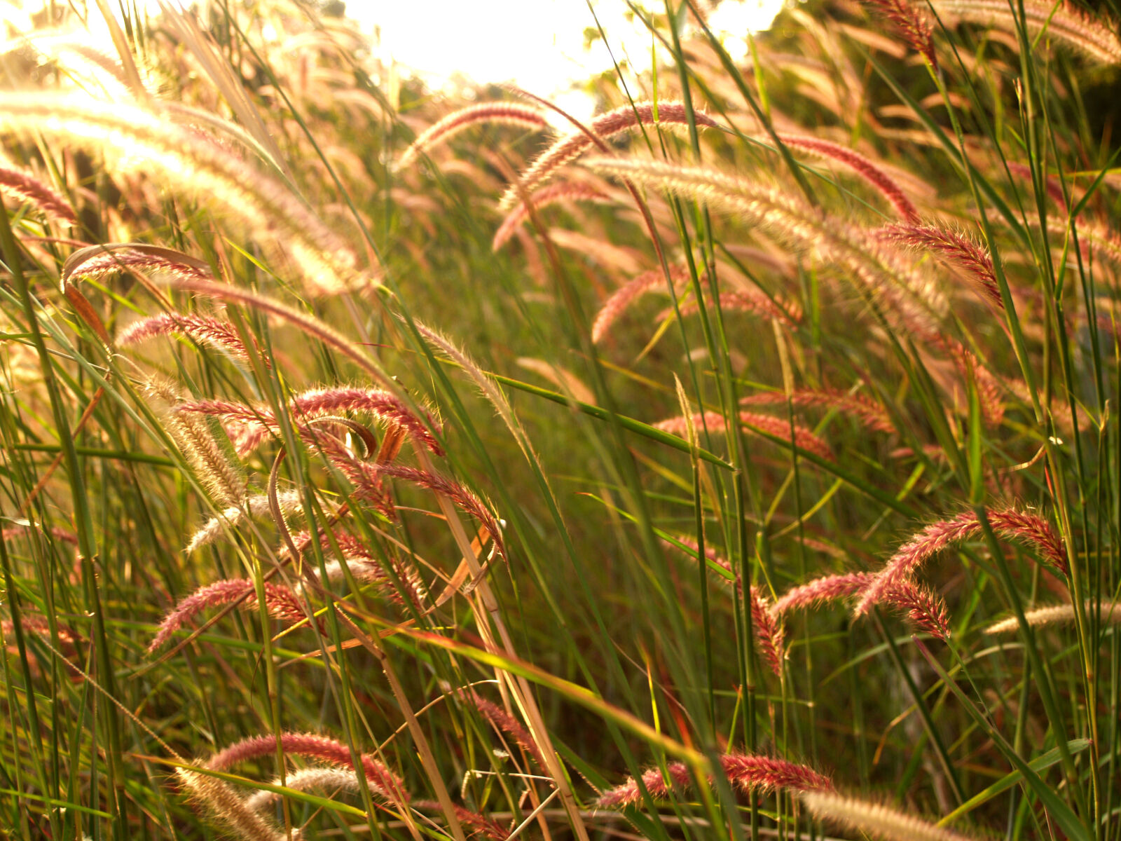 Olympus E-300 (EVOLT E-300) sample photo. Background, beautiful, bloom, blossom photography