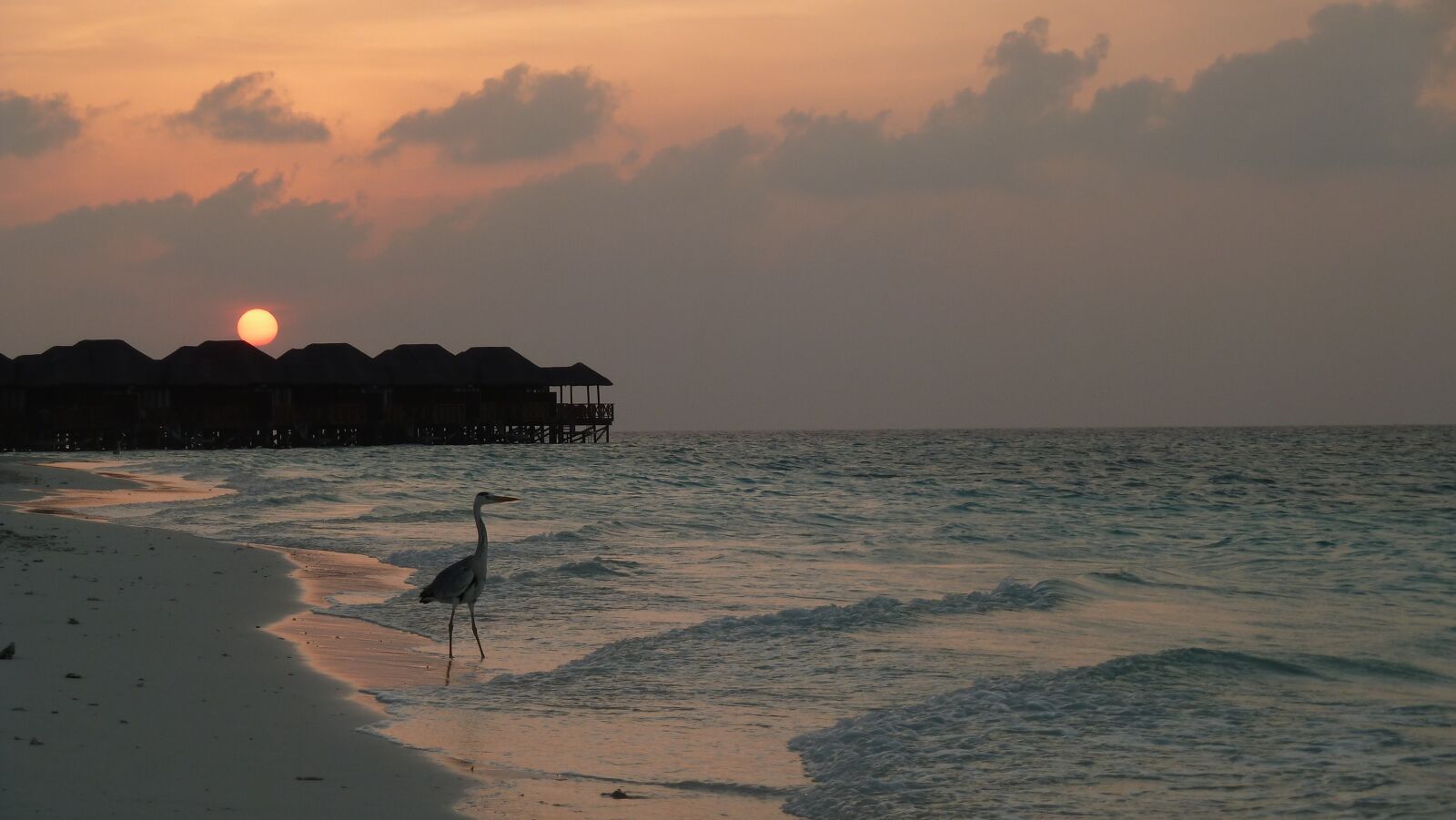 Panasonic Lumix DMC-ZS7 (Lumix DMC-TZ10) sample photo. Heron, sea, evening sun photography