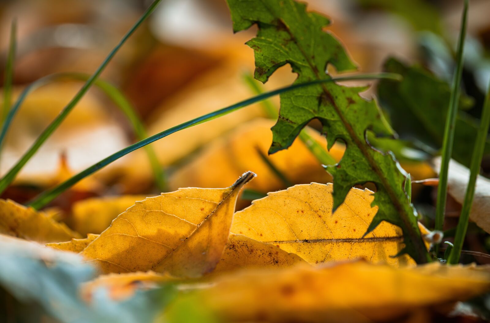 Canon EF 100mm F2.8L Macro IS USM sample photo. Foliage, autumn, orange photography