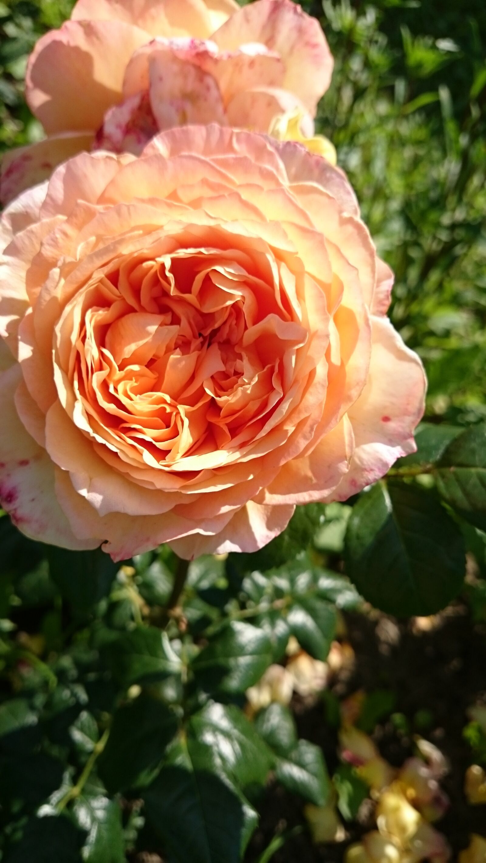 Sony Xperia Z1 sample photo. Flowers, rose, yellow photography