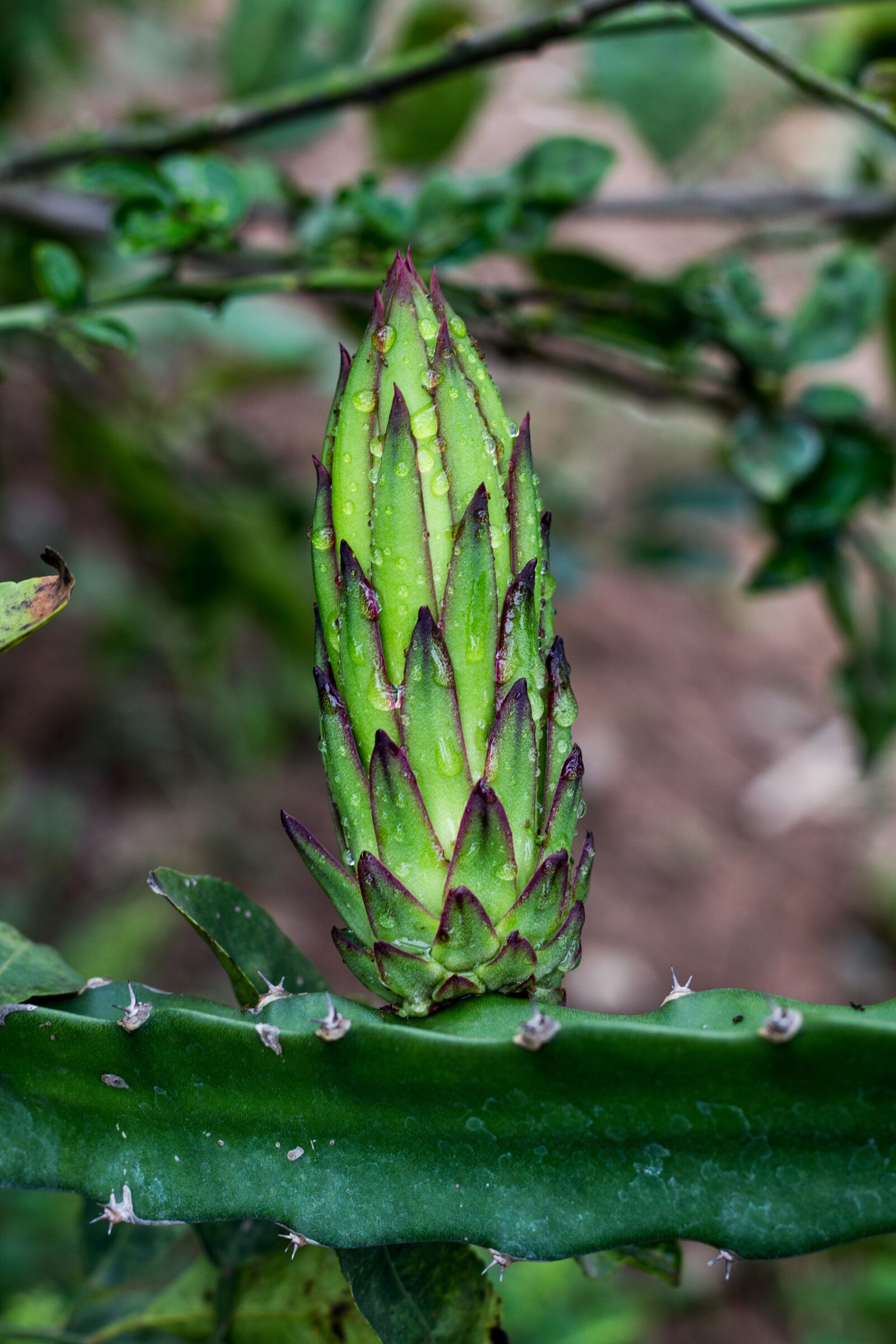 Canon EOS 700D (EOS Rebel T5i / EOS Kiss X7i) + Canon EF 50mm F1.8 STM sample photo. Dragon fruit, asia, fruit photography