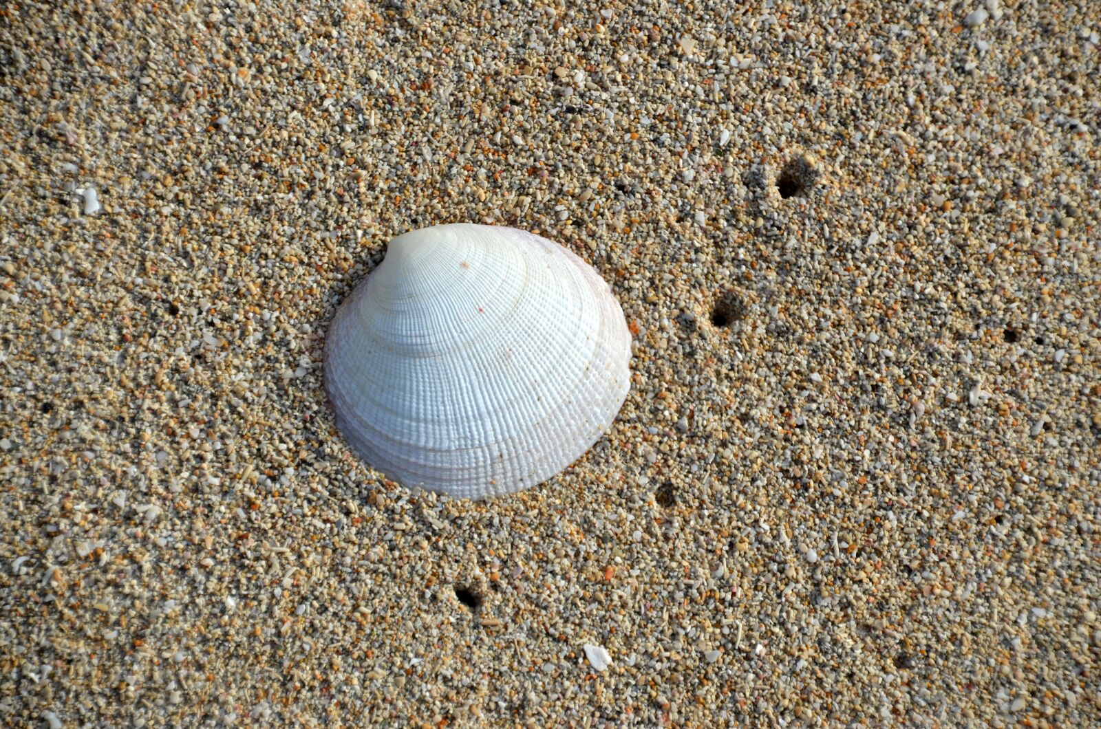Nikon D5100 sample photo. Shell, beach, sea photography