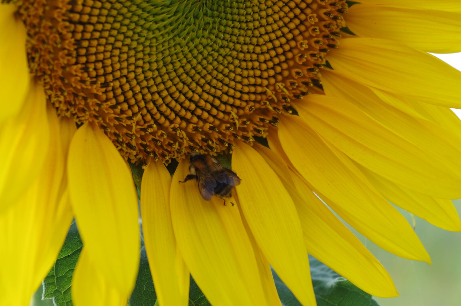Pentax K-3 sample photo. Bee, sunflower, summer photography