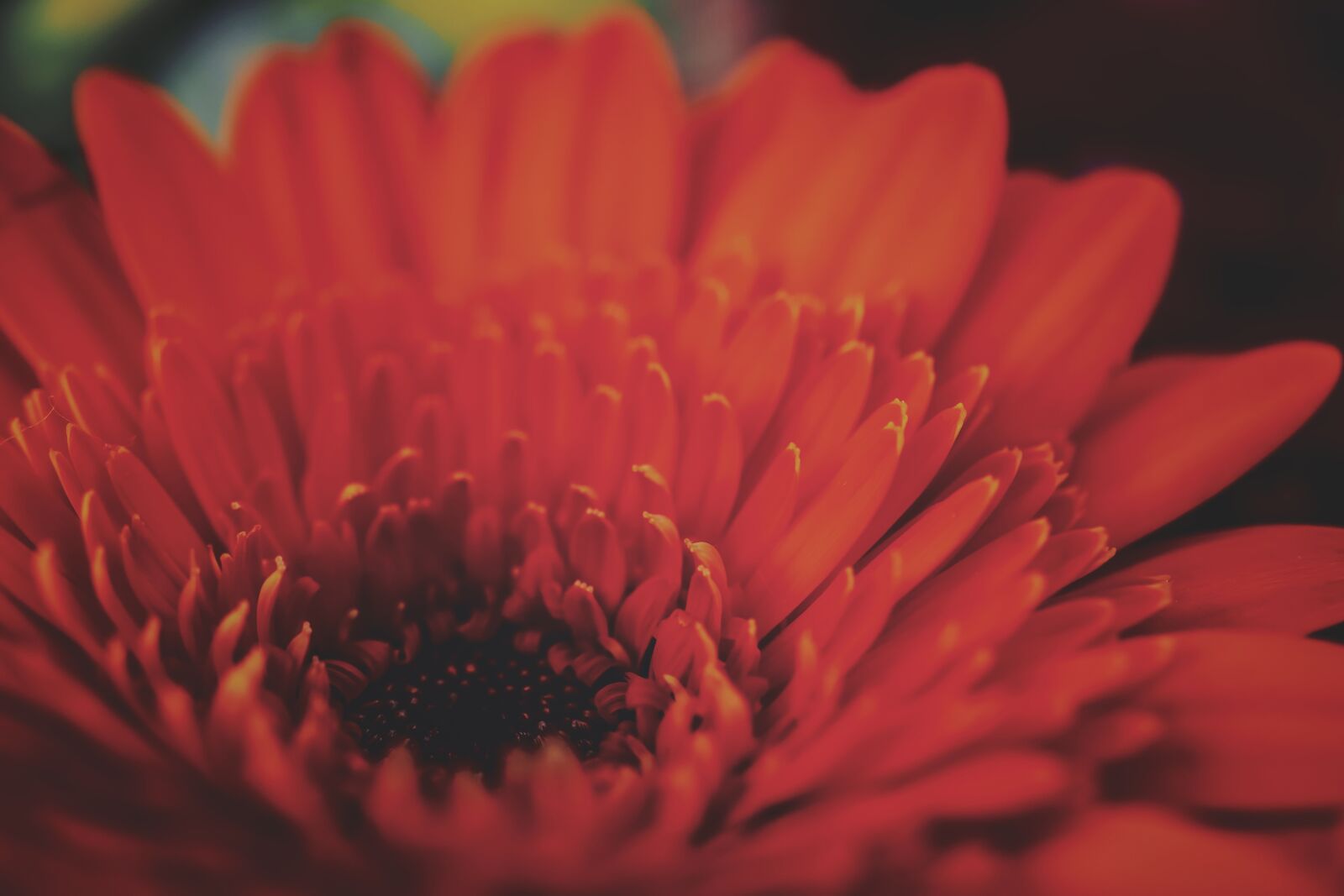 Canon EF-S 35mm F2.8 Macro IS STM sample photo. Flower, orange, close up photography