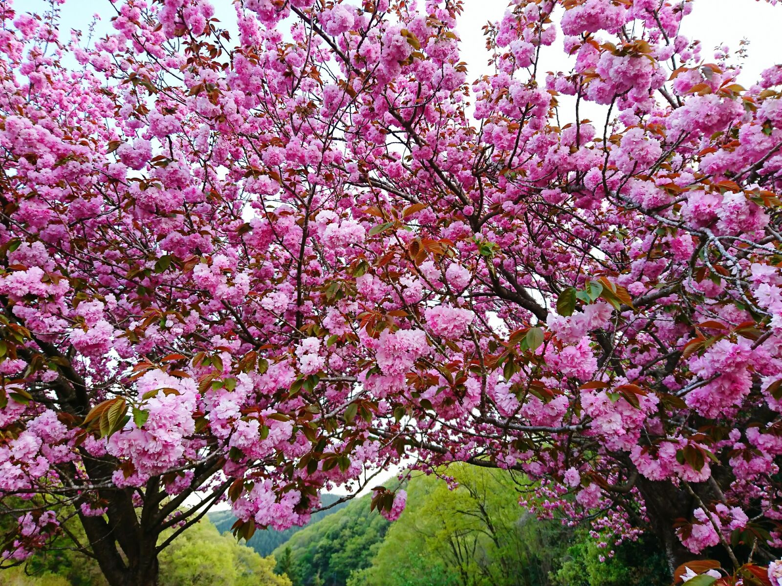 Sony Xperia XZ sample photo. Cherry blossoms, flowers, wood photography