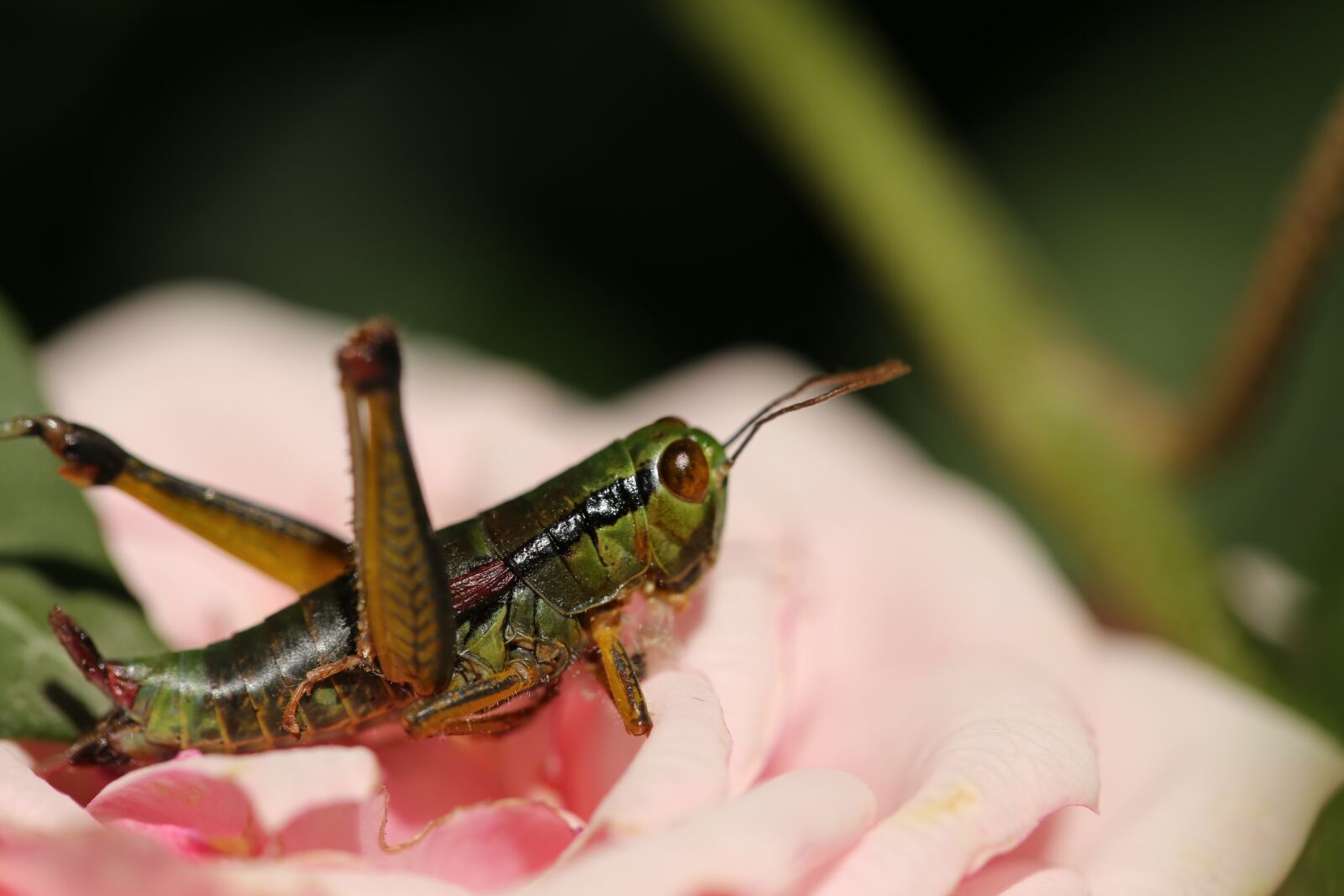 Canon EF 100mm F2.8L Macro IS USM sample photo. Insect, flowers, garden photography