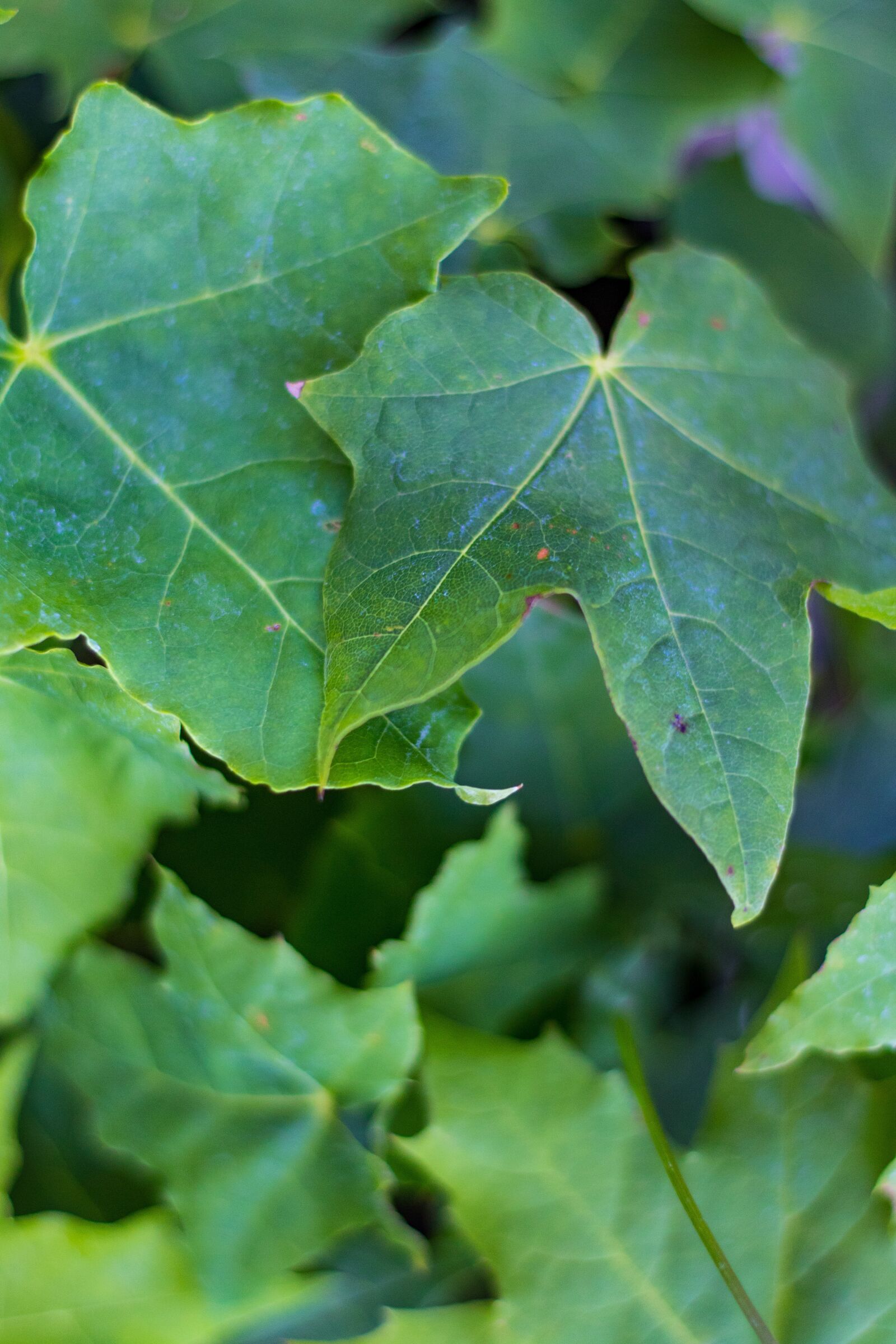Canon EOS 7D Mark II sample photo. Leafs, maple, nature photography
