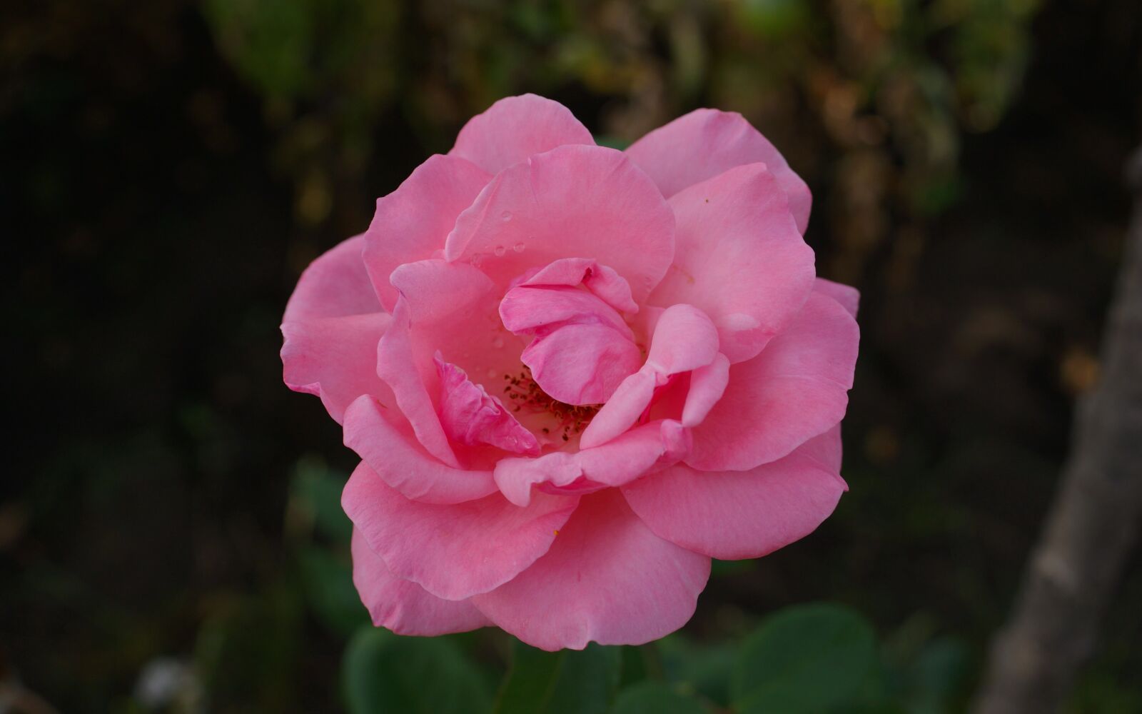 Sony Alpha DSLR-A350 sample photo. Flora, fauna, macro photography
