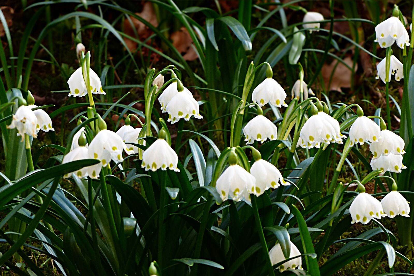 Panasonic Lumix DMC-FZ200 sample photo. Flower, snowflake, leucojum vernum photography