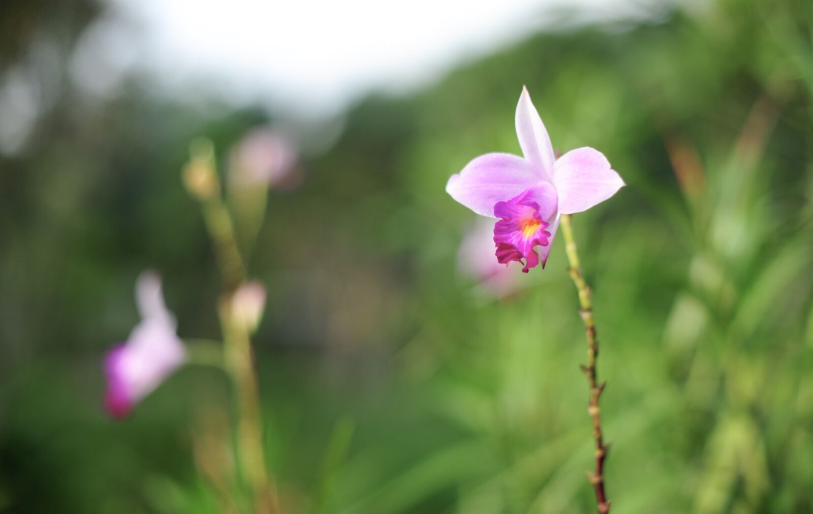 Nikon D700 sample photo. Flower, flora, nature photography