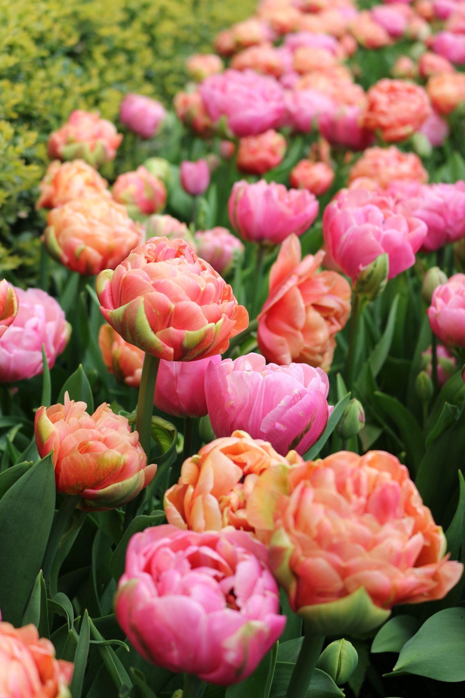 Canon EOS 700D (EOS Rebel T5i / EOS Kiss X7i) sample photo. Tulip, double, early photography