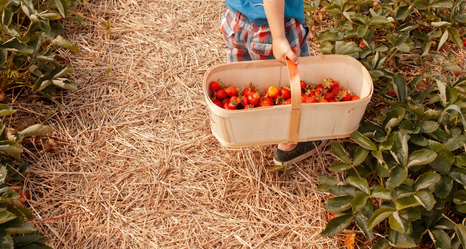 Canon EOS 5D Mark II sample photo. Strawberry, picking, fruit photography