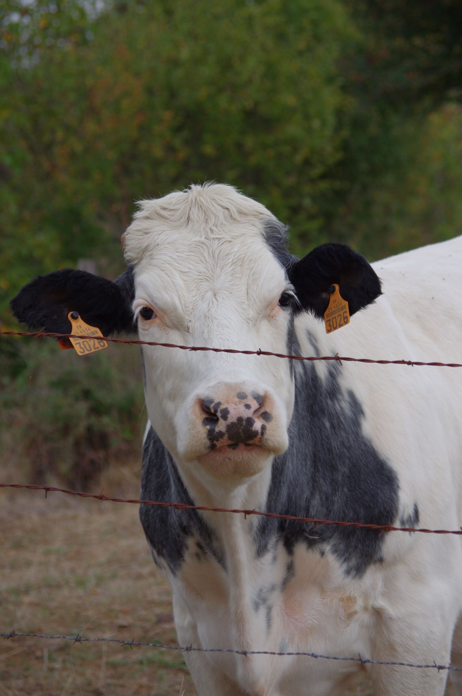 Pentax K-r sample photo. Cow, animals, field photography