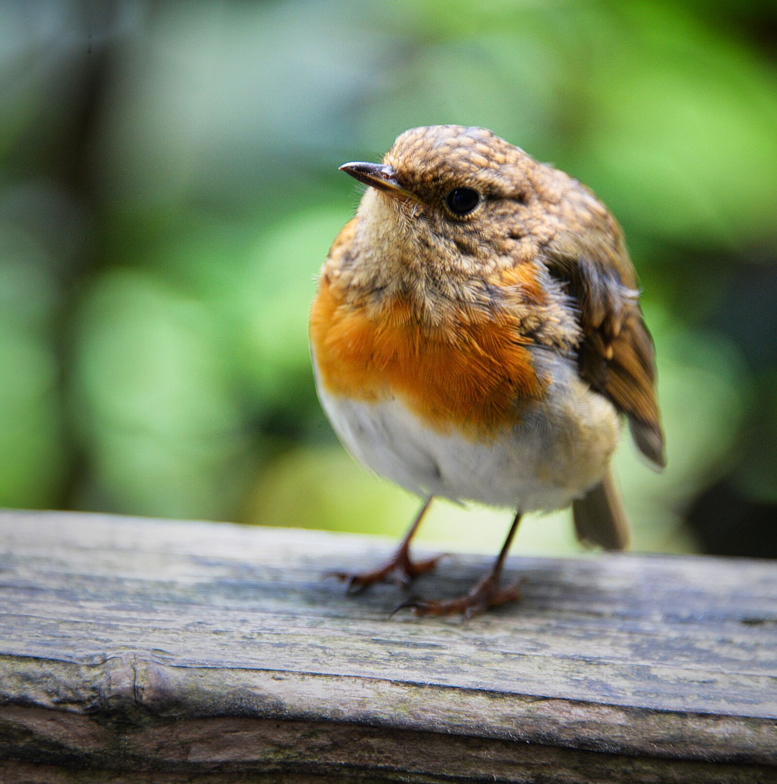 Nikon D610 sample photo. Robin, garden, bird photography