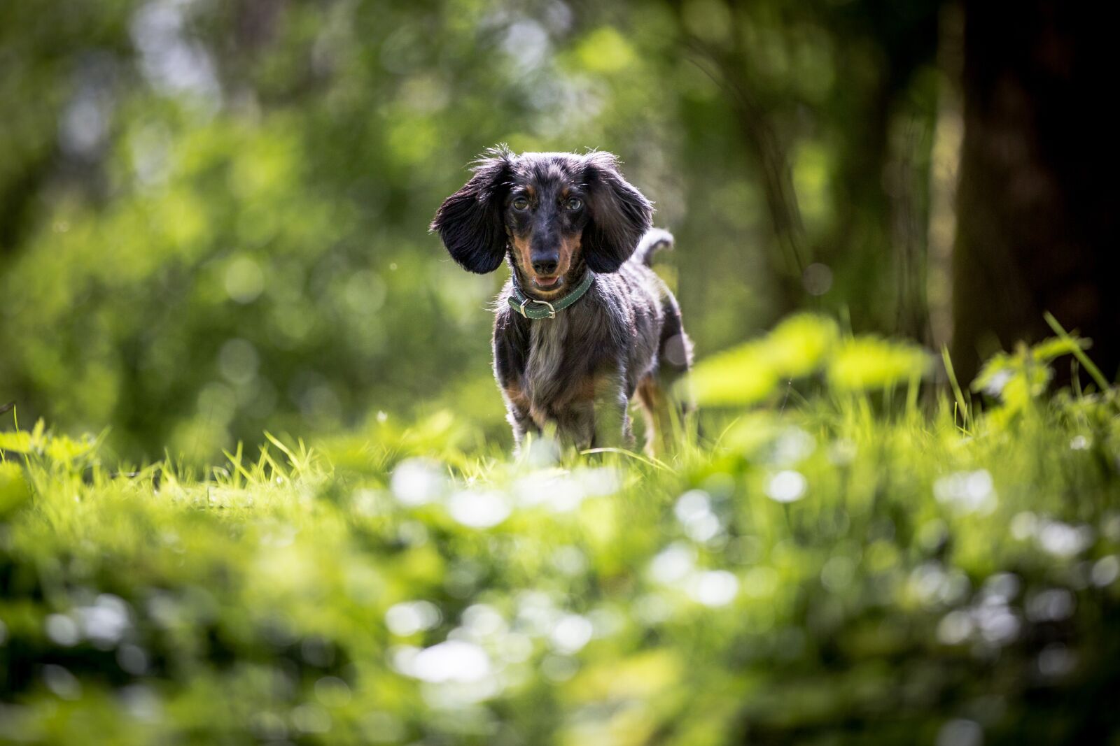 Canon EF 70-200mm F2.8L IS II USM sample photo. Nature, dog, outdoor photography