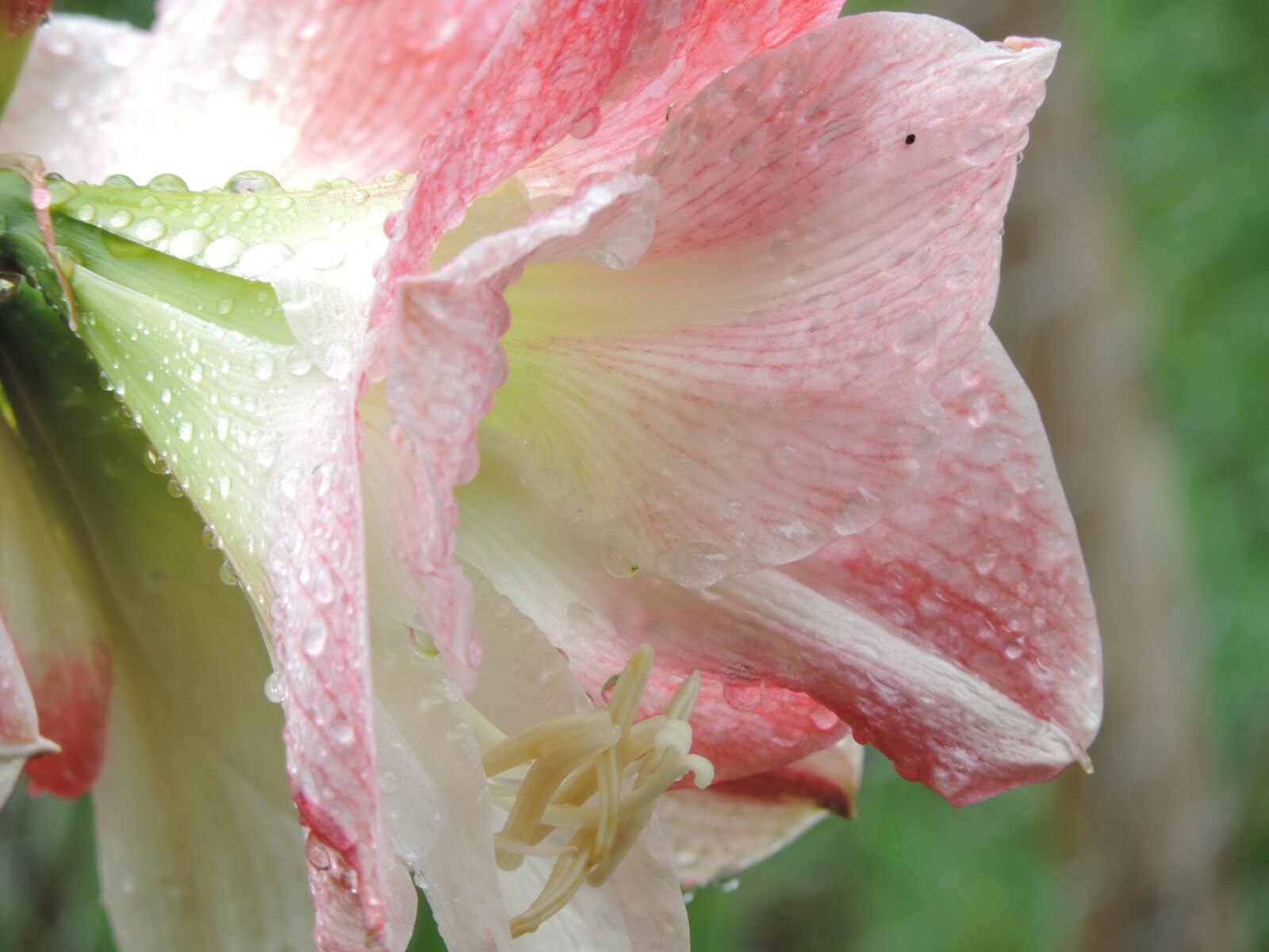 Nikon Coolpix P520 sample photo. Amaryllis flower, bulb, plant photography