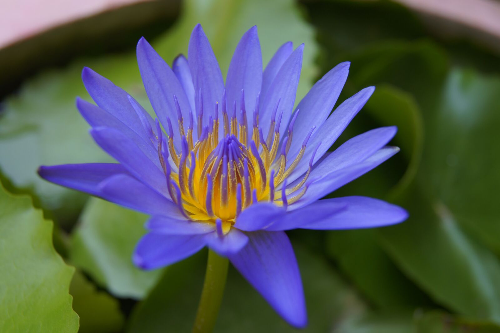 Sony Alpha DSLR-A550 sample photo. Lotus, flower, open photography