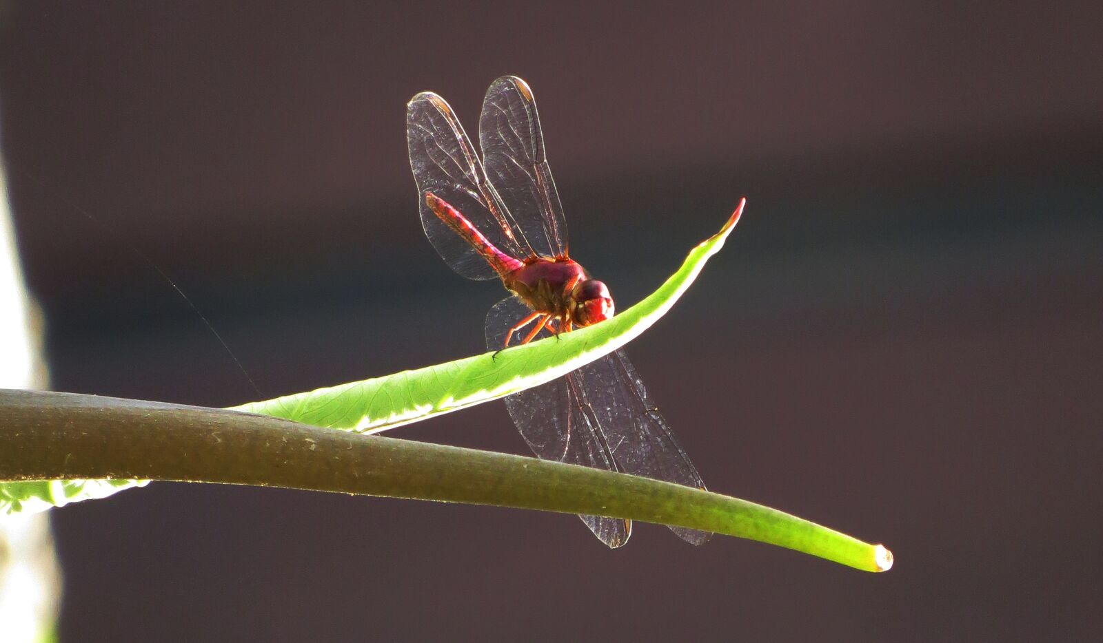 Canon PowerShot SX50 HS sample photo. Insect, nature, anisoptera photography