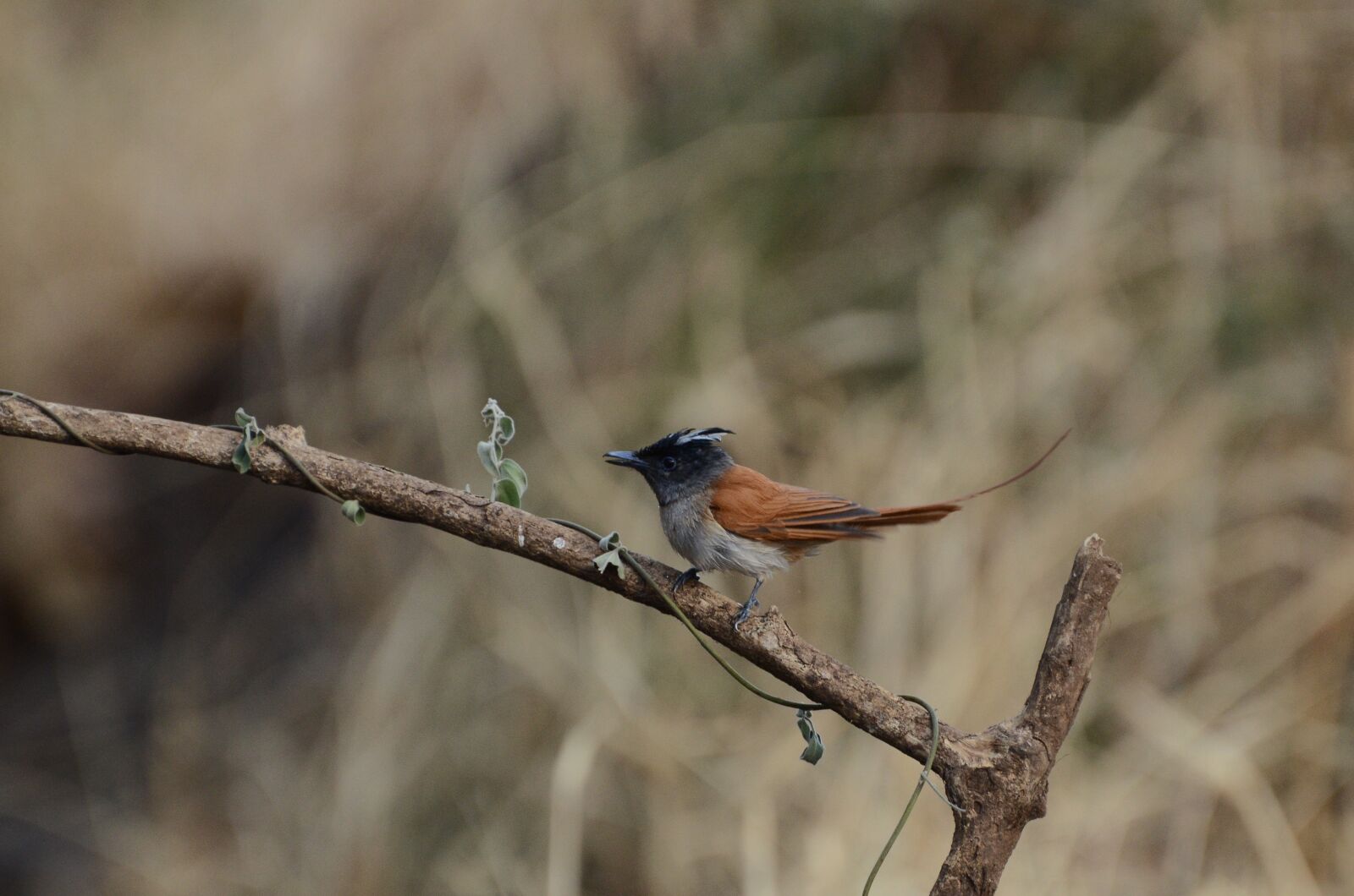Nikon D7000 sample photo. Asian paradise fly catcher photography