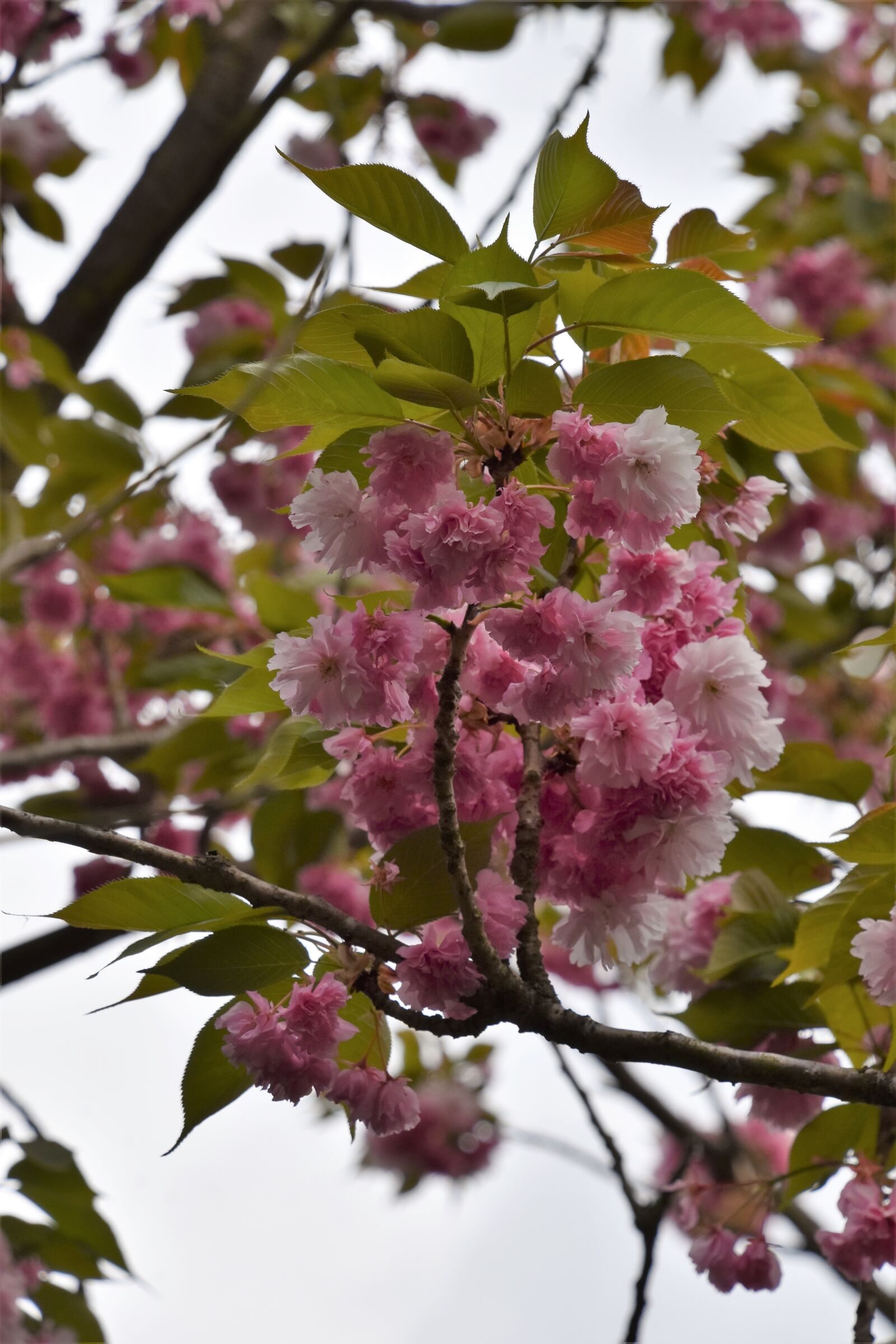 Nikon D5600 sample photo. Tree, branch, nature photography