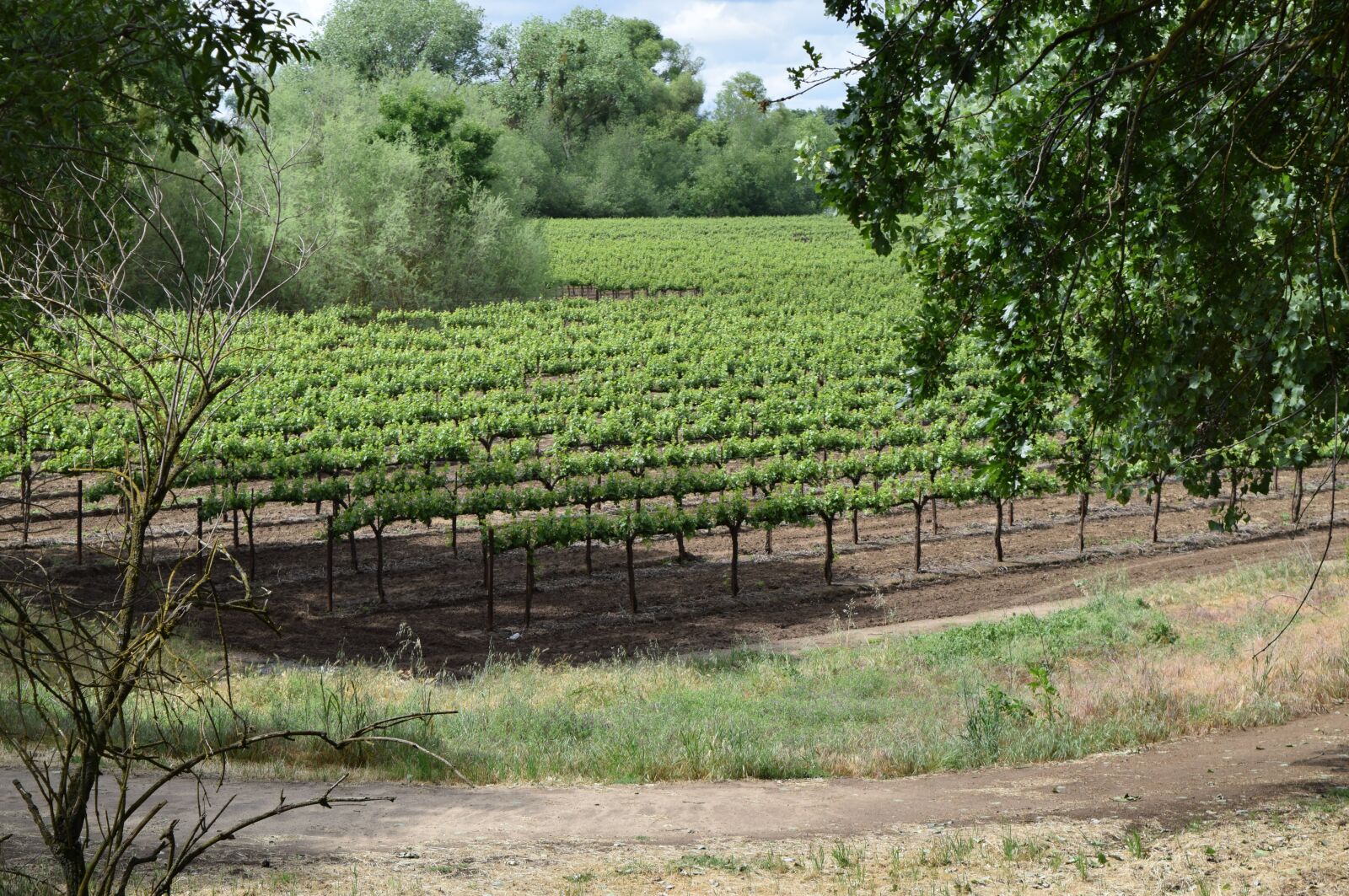 Nikon D5300 sample photo. Vineyards, grapevines, grapes photography