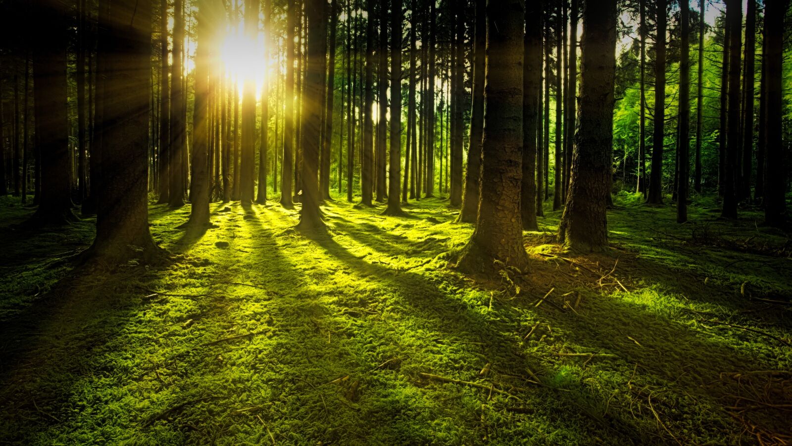 Canon EOS 5D sample photo. Nature, forest, sun photography
