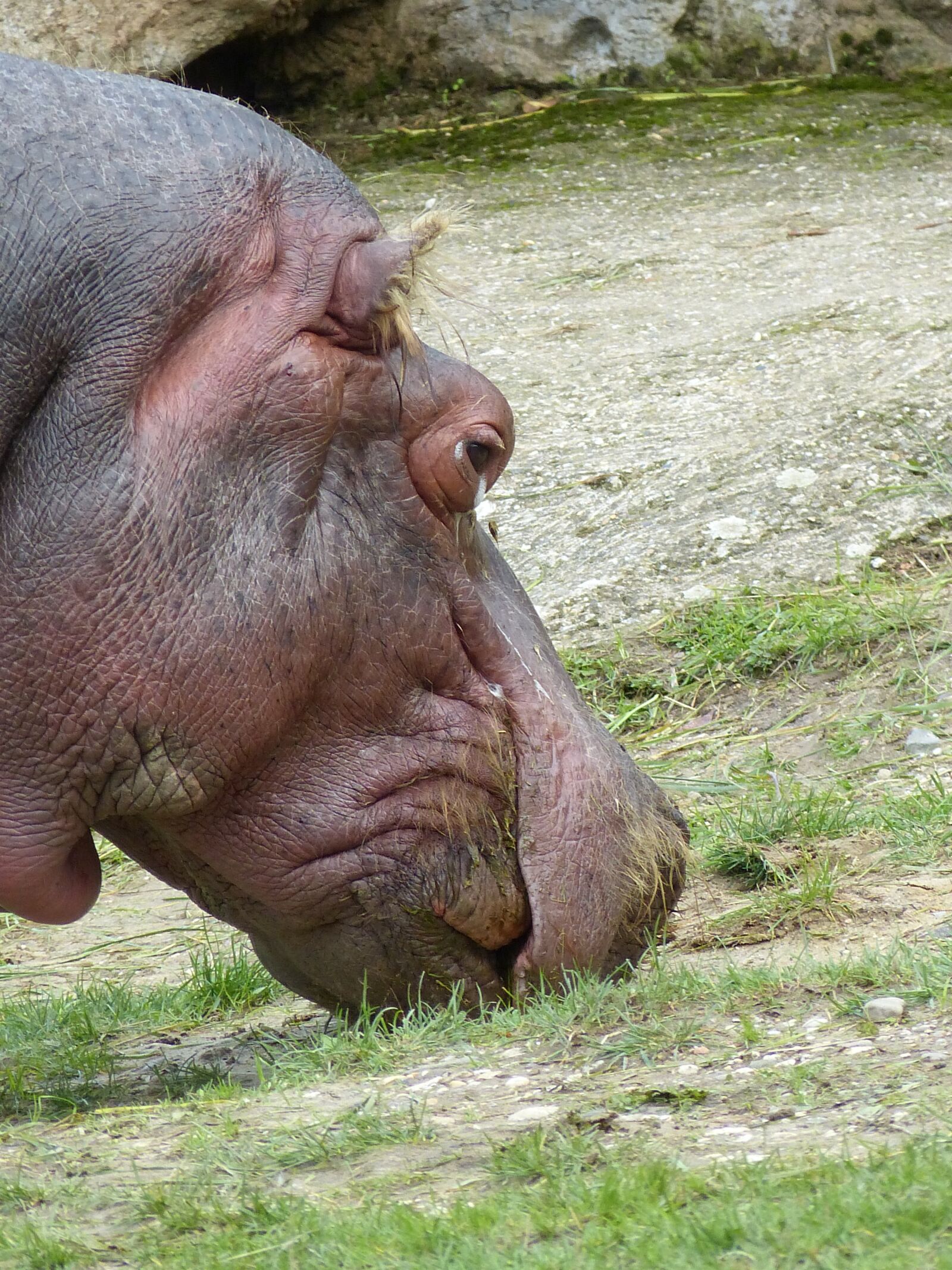 Panasonic Lumix DMC-FZ150 sample photo. Hippo, head, pachyderm photography