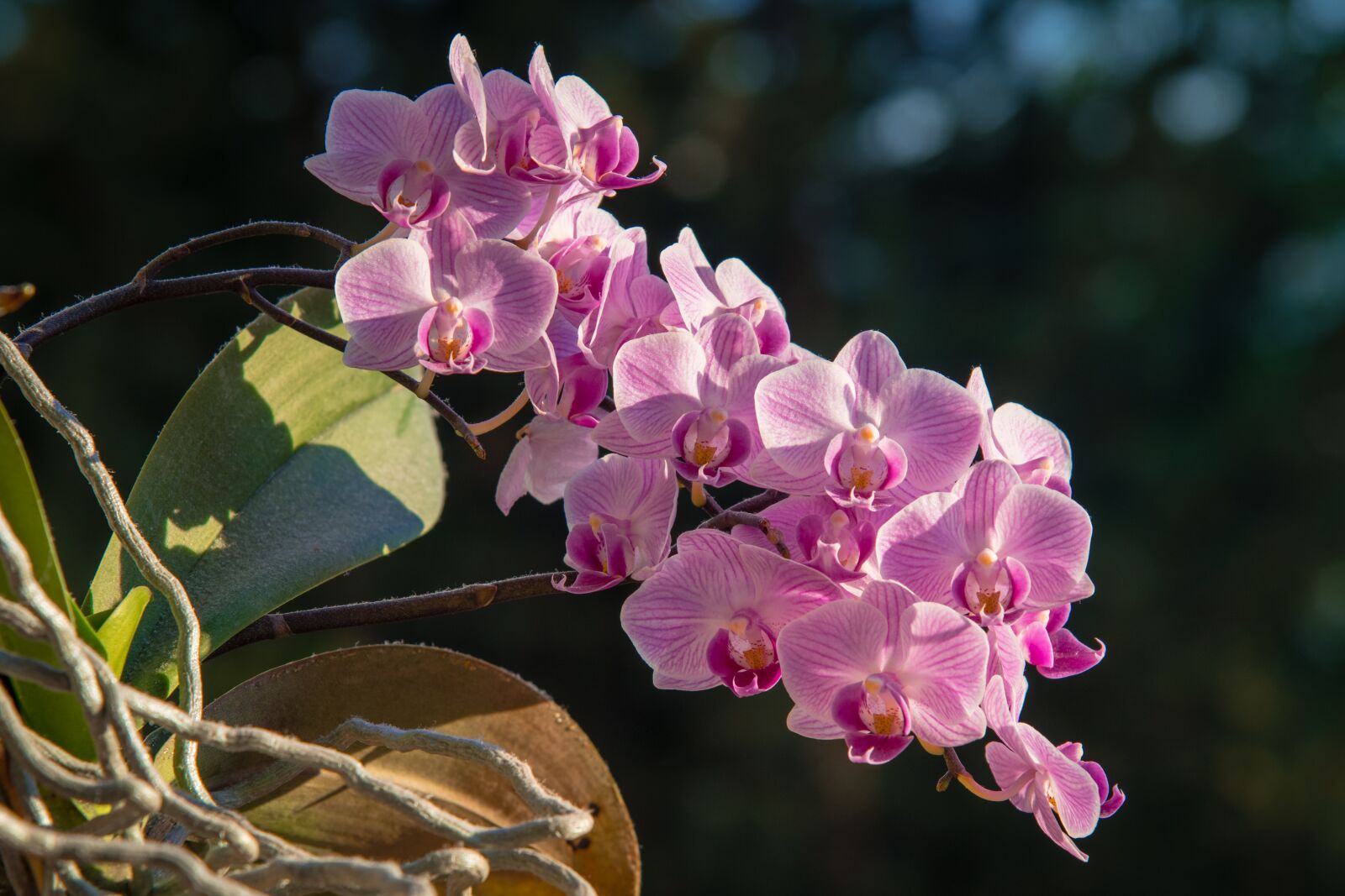Nikon D850 sample photo. Phalaenopsis, orchid, flower photography