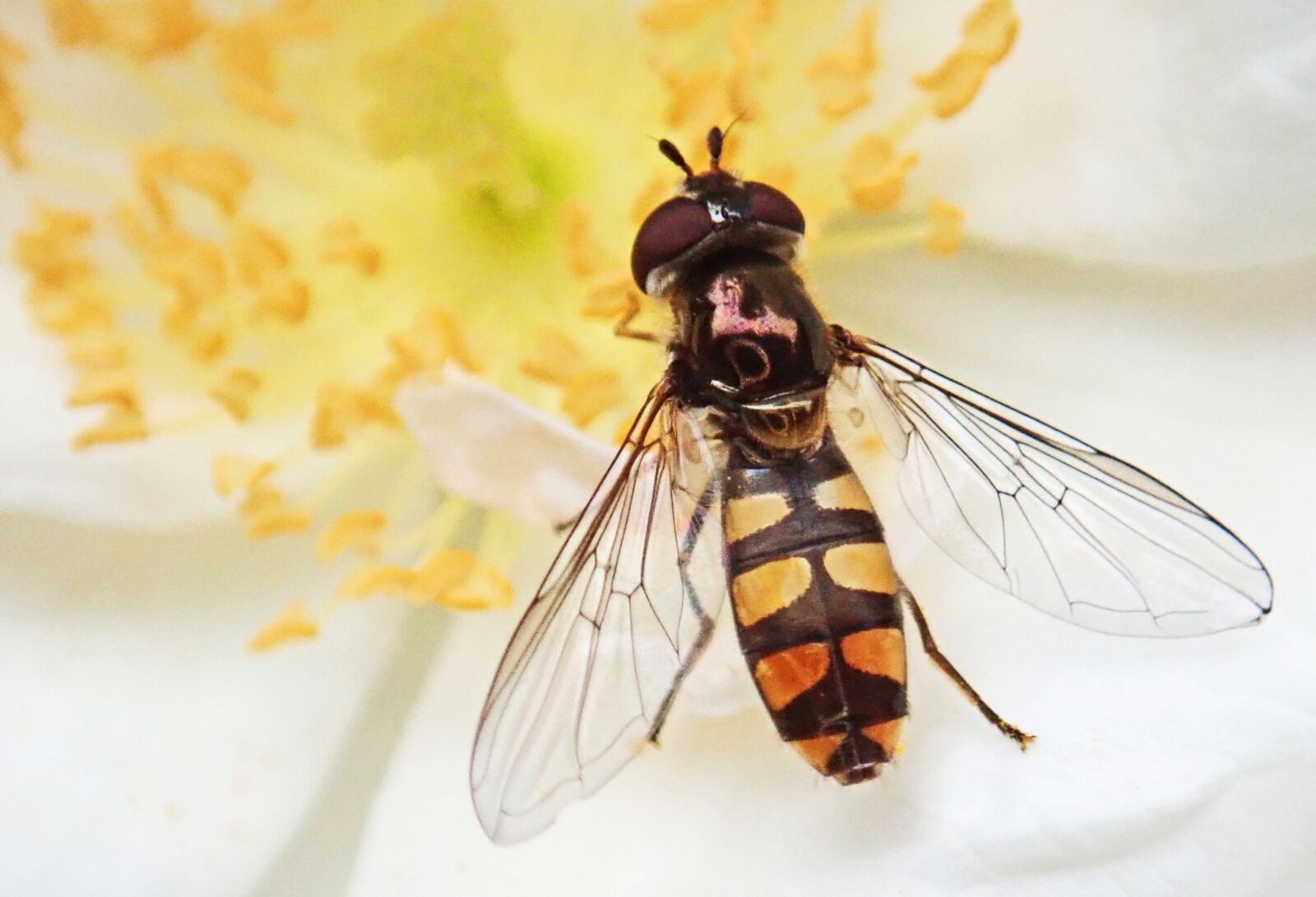 Olympus TG-5 sample photo. Hoverfly, insect, pollen photography