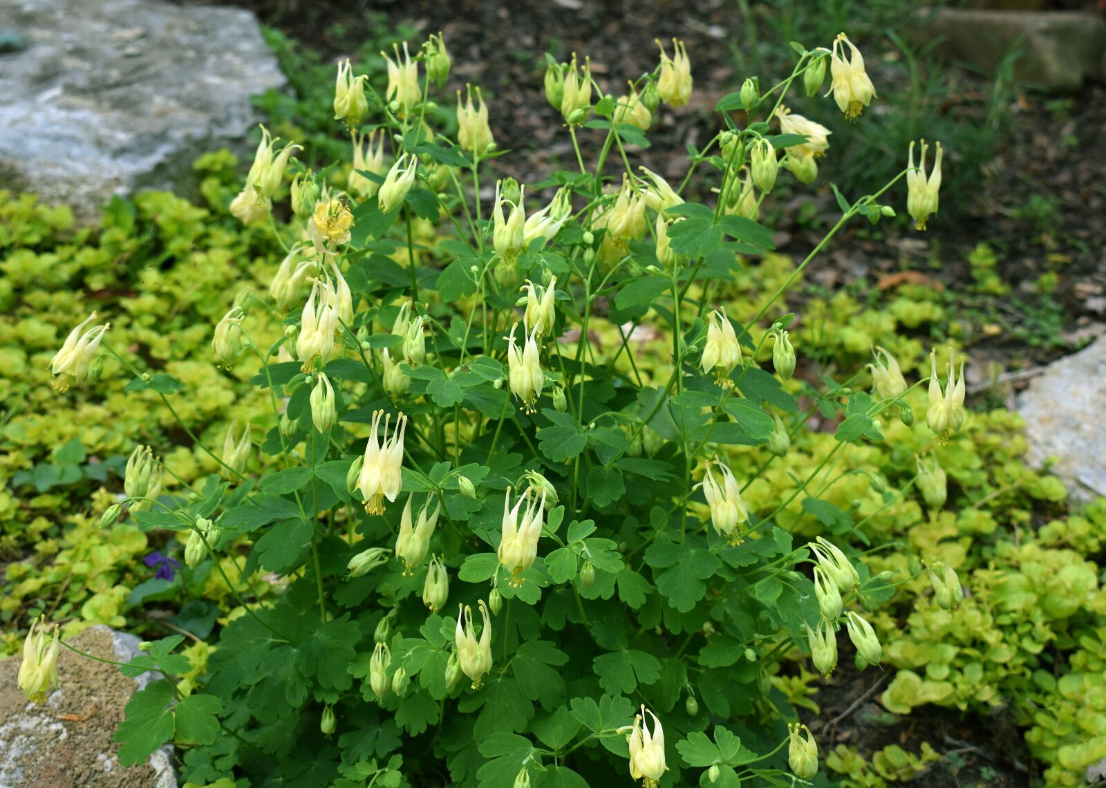 Nikon D3300 sample photo. Columbine, flower, blossom photography