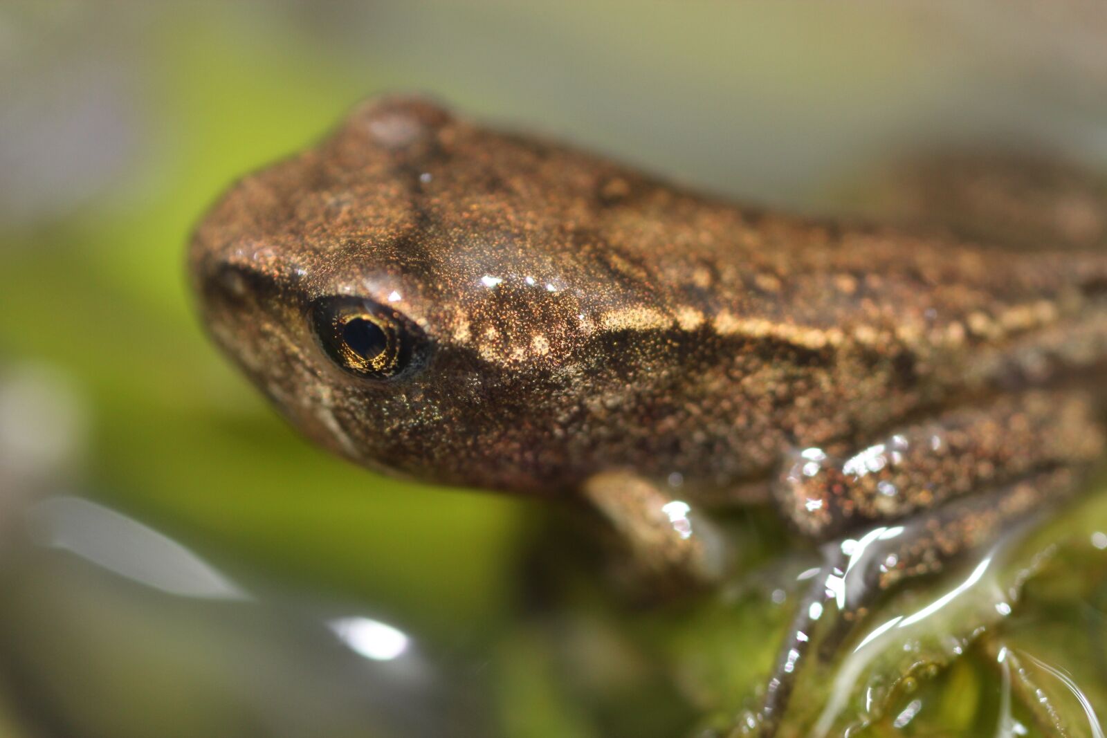 Canon EOS 550D (EOS Rebel T2i / EOS Kiss X4) sample photo. Frog, froglet, amphibian photography