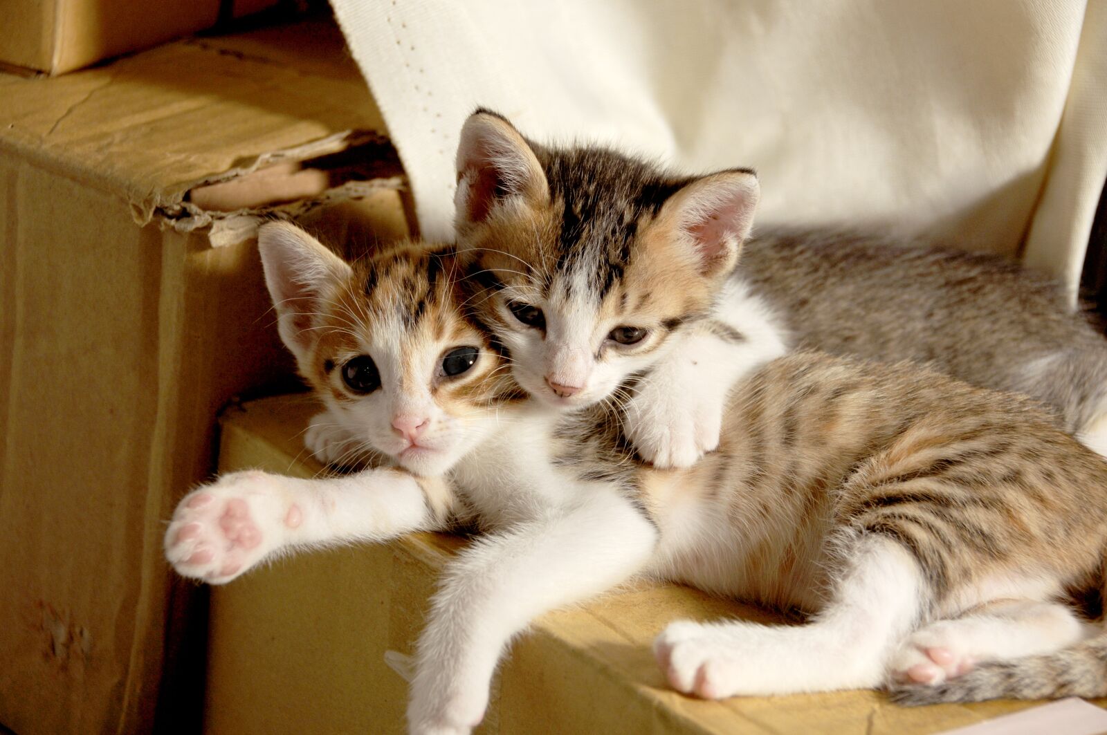 Nikon D300S sample photo. Small cat, cuteness, sleeping photography
