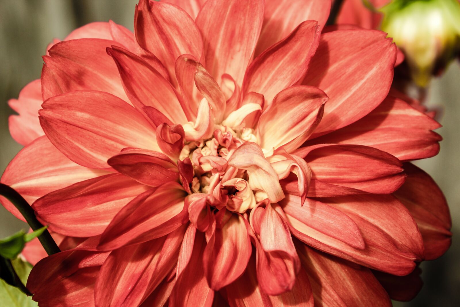 Canon EOS 1200D (EOS Rebel T5 / EOS Kiss X70 / EOS Hi) sample photo. Dahlia, flower, nature photography