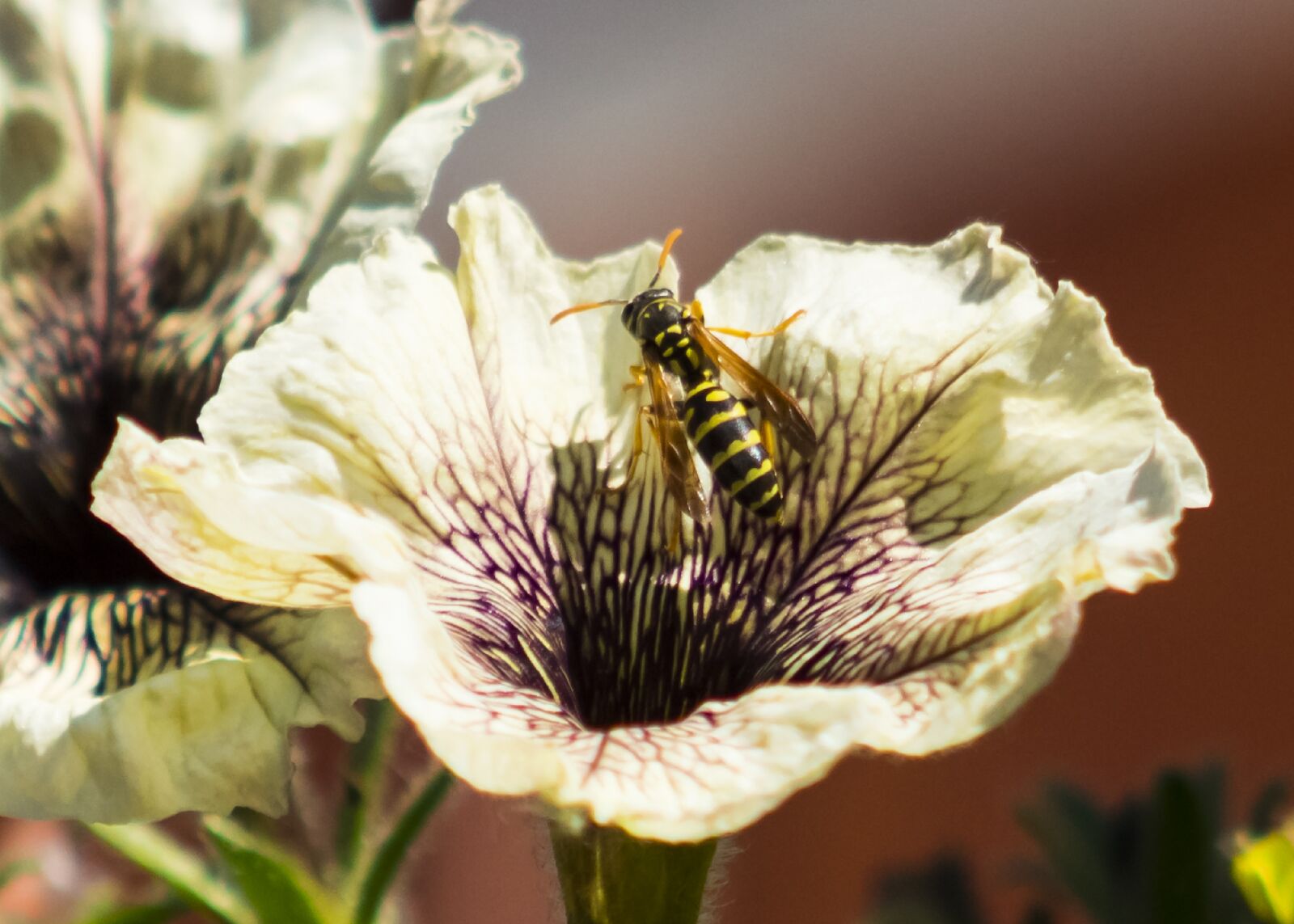Canon EF75-300mm f/4-5.6 sample photo. Wasp, insect, bee photography