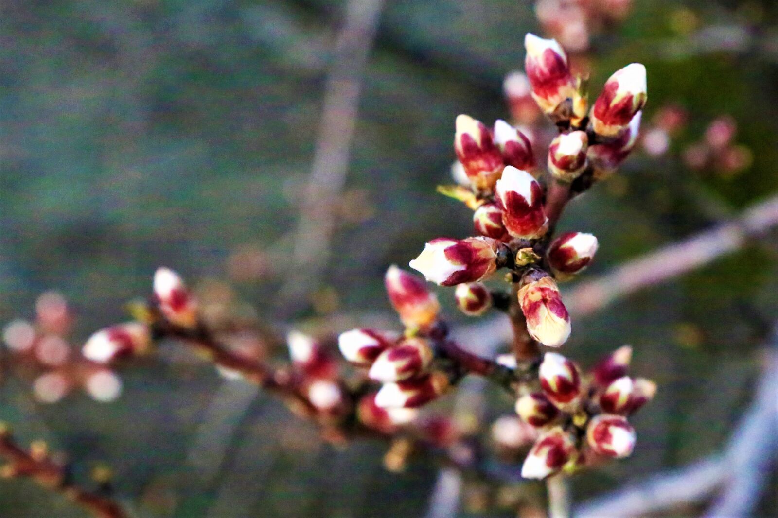 Canon EF 24-105mm F4L IS USM sample photo. Flowers, spring, buds photography