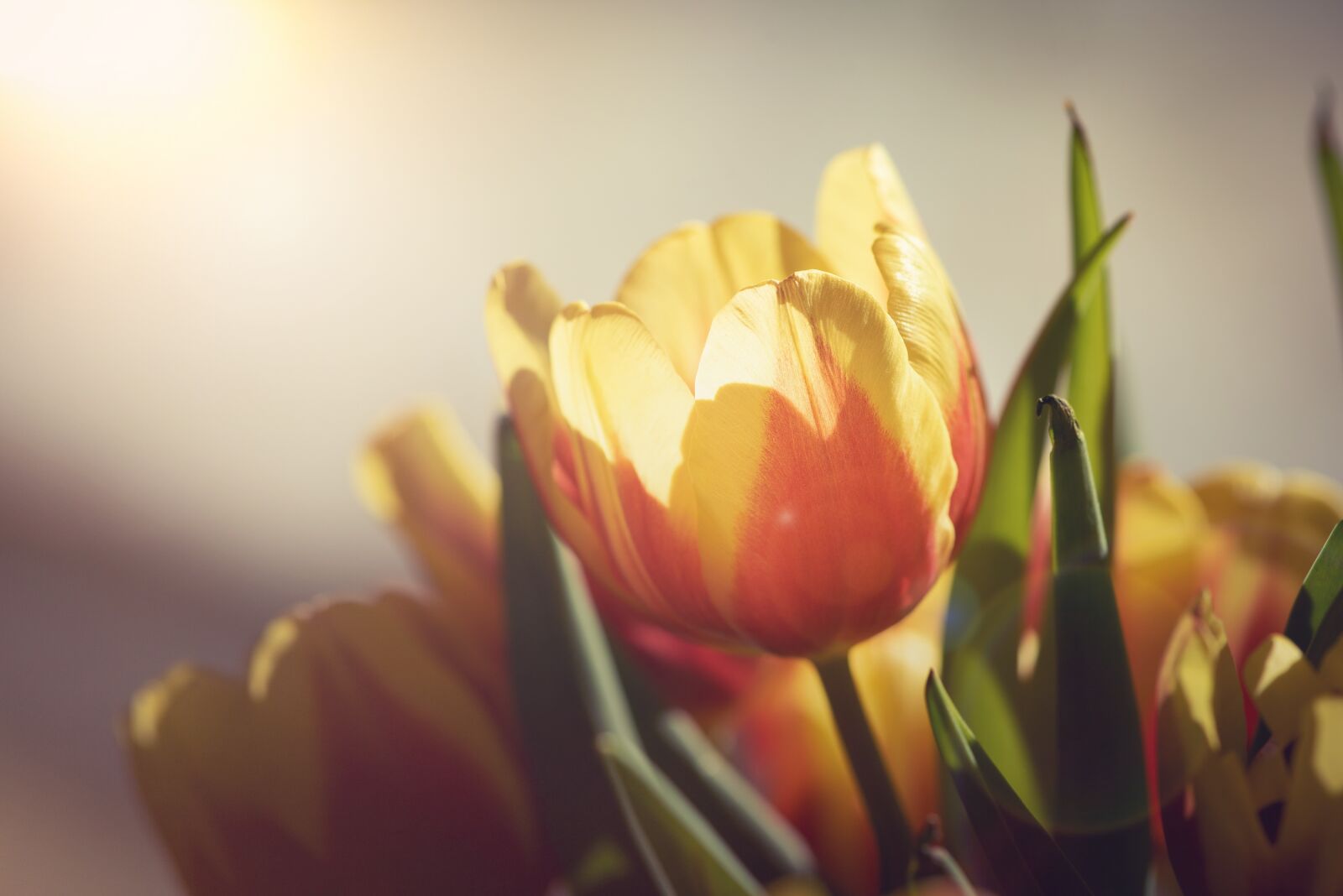 Nikon D750 sample photo. Tulips, flowers, yellow photography