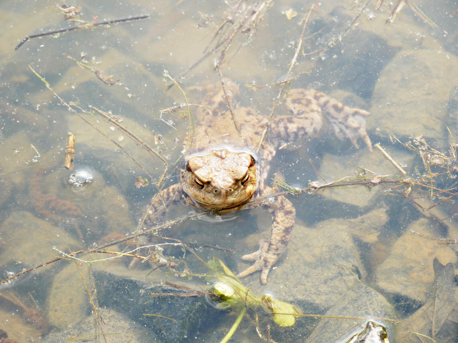 Panasonic Lumix DMC-G85 (Lumix DMC-G80) sample photo. Spring, frog, nature photography