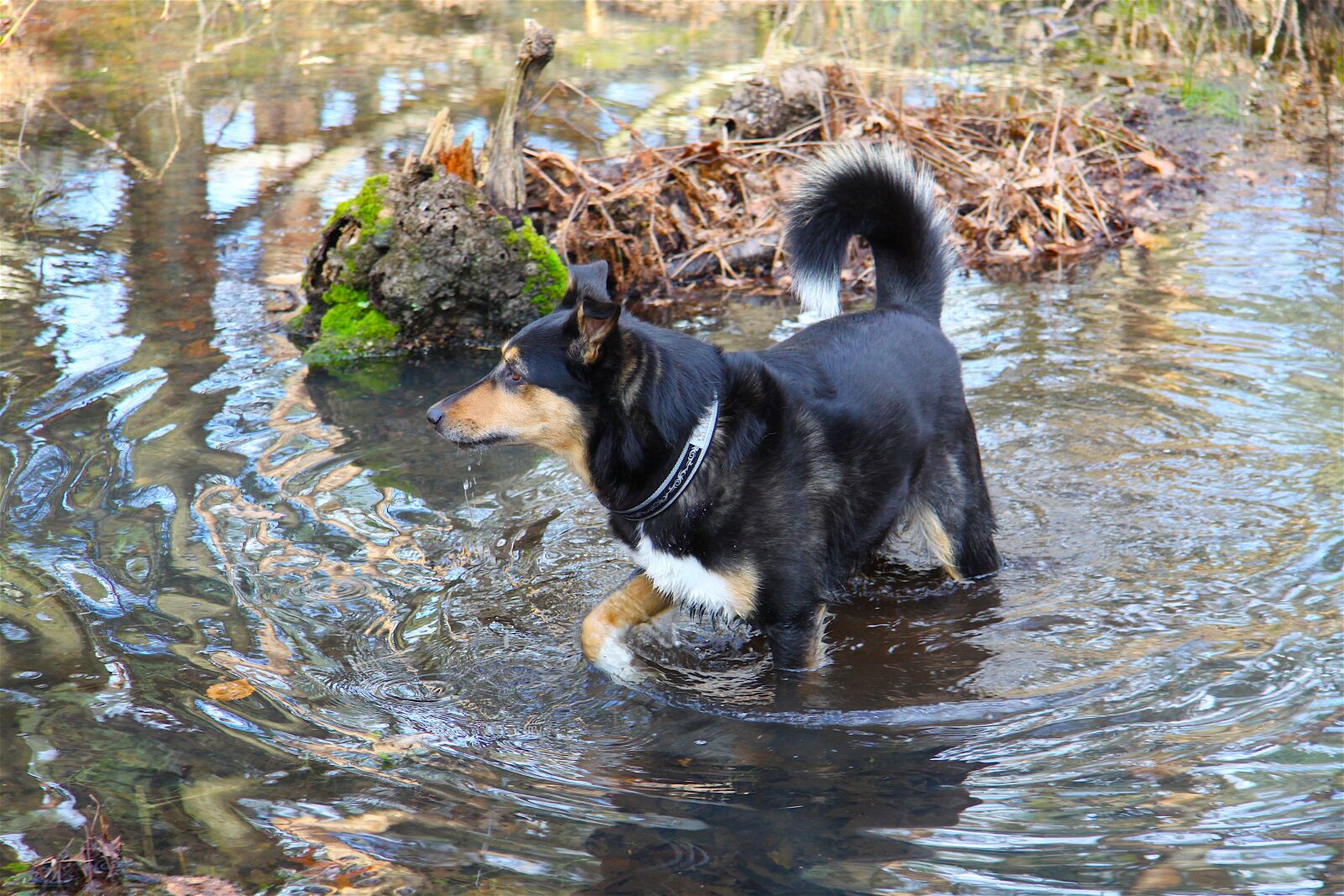 Canon EOS 50D sample photo. Waters, nature, puddle photography