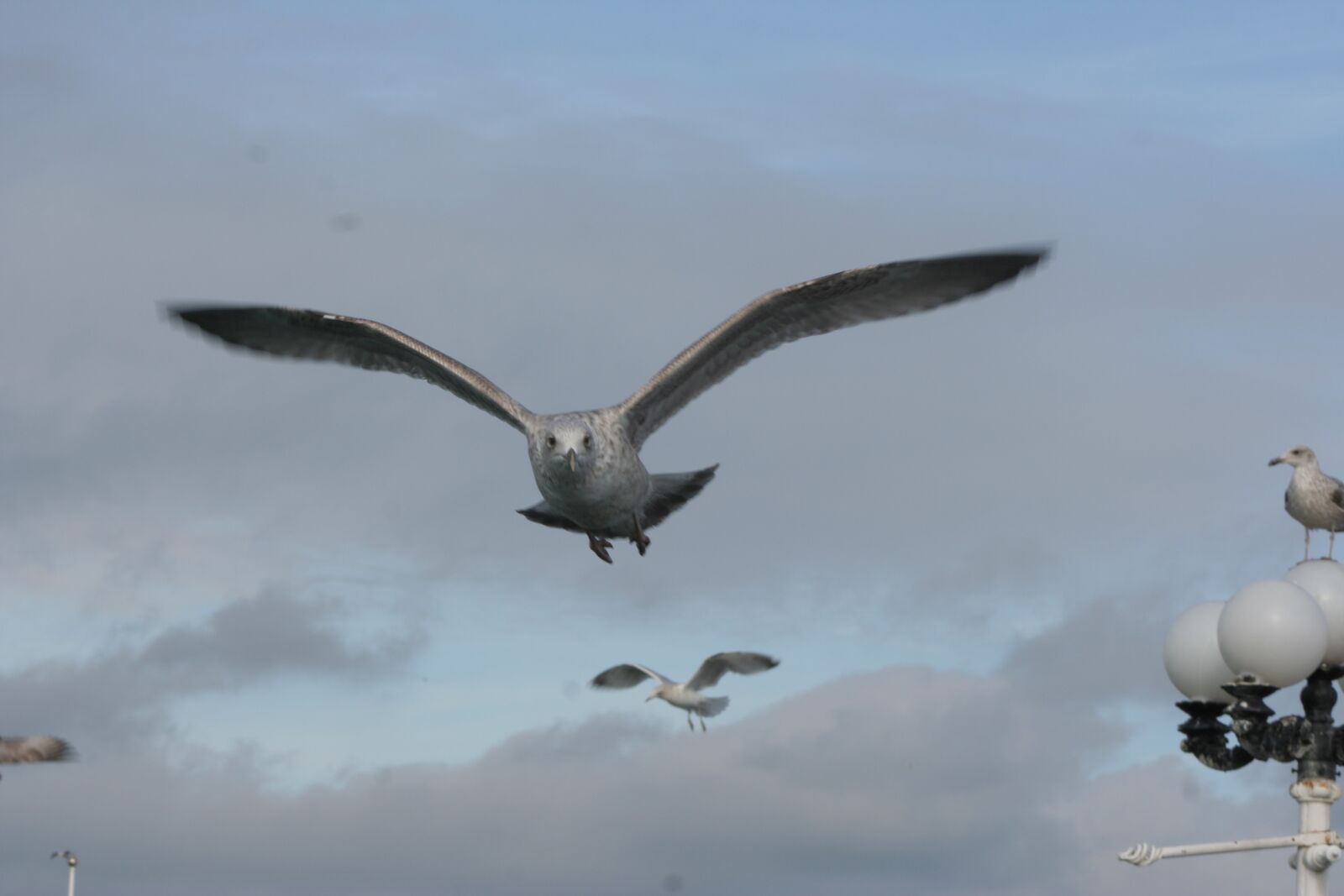Canon EOS 350D (EOS Digital Rebel XT / EOS Kiss Digital N) sample photo. Seagull, coastal bird, bird photography