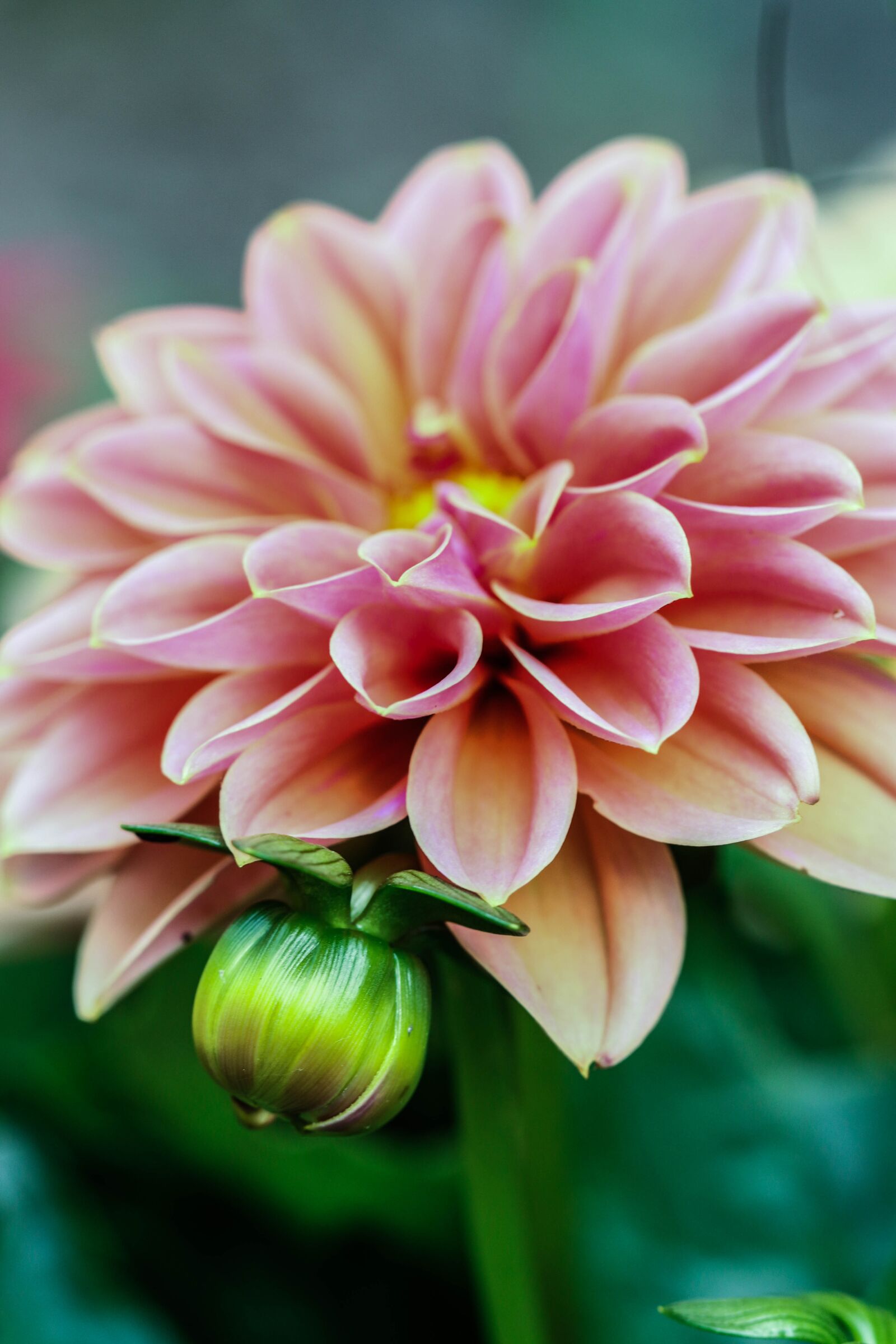 Canon EOS 7D Mark II sample photo. Flower, summer flower, garden photography