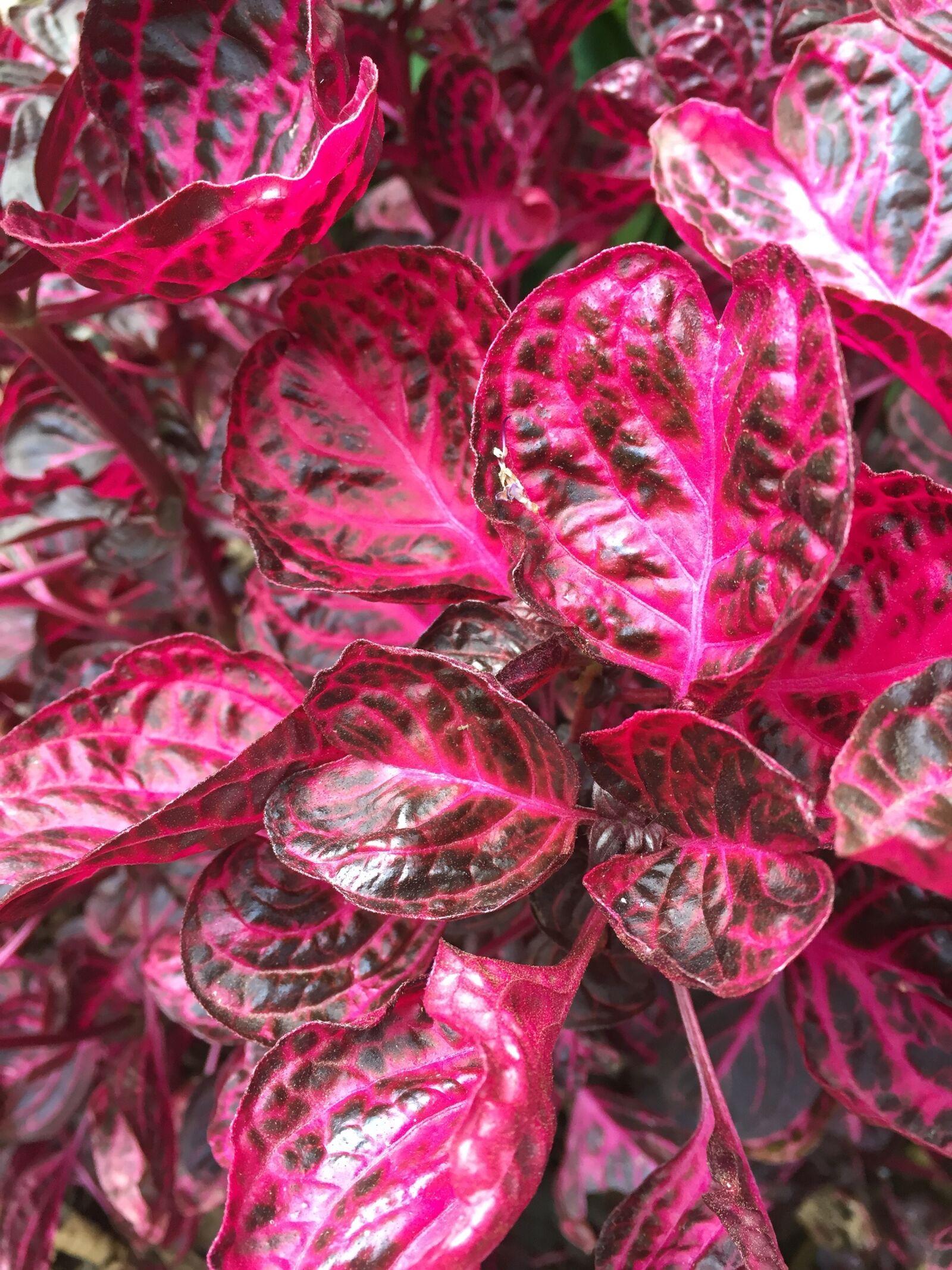 Apple iPhone 6 sample photo. Pink, leaves, foliage photography