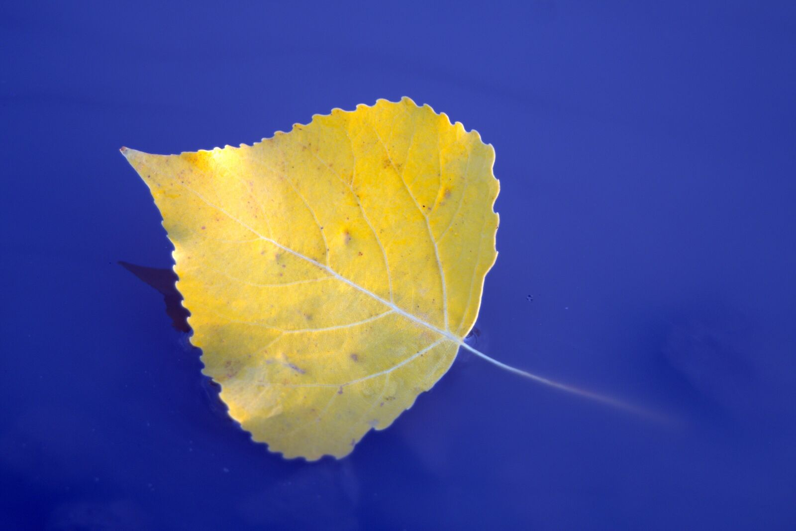 Pentax K-S2 sample photo. Leaf, feather, yellow photography