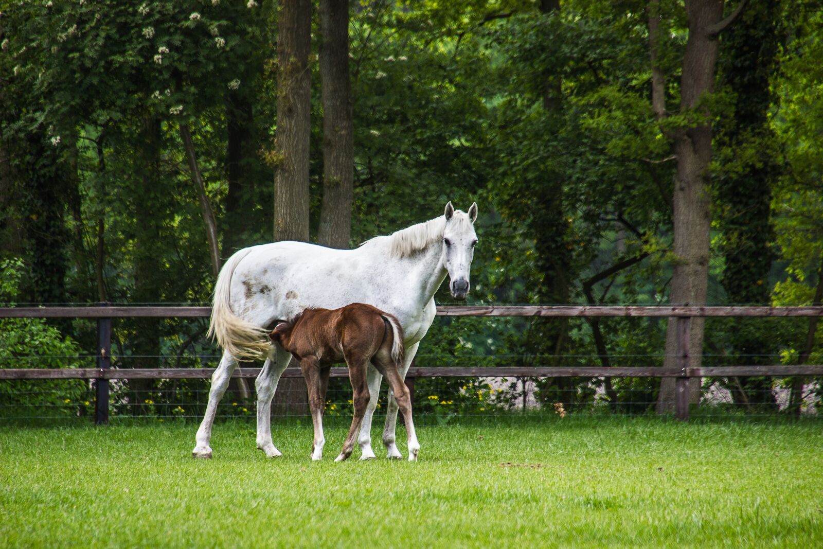 Canon EOS 550D (EOS Rebel T2i / EOS Kiss X4) sample photo. Horse, foal, horses photography