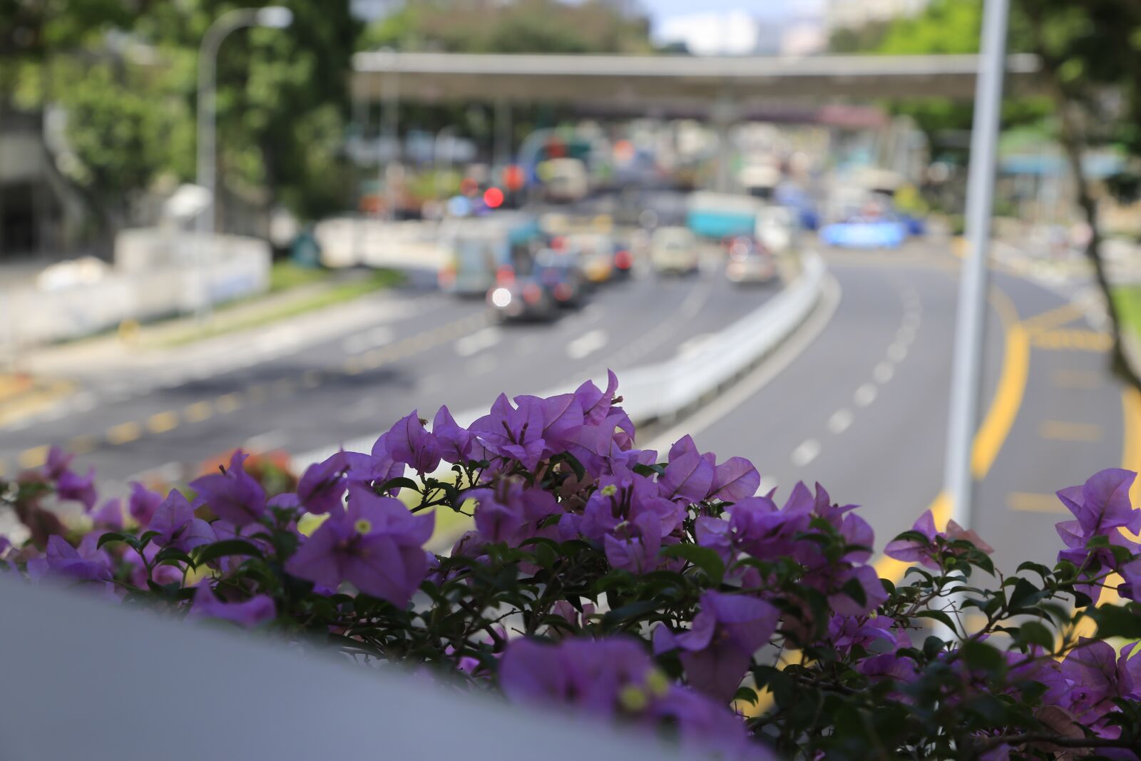 Canon EF 24-105mm F4L IS USM sample photo. Flower, violet, singapore photography