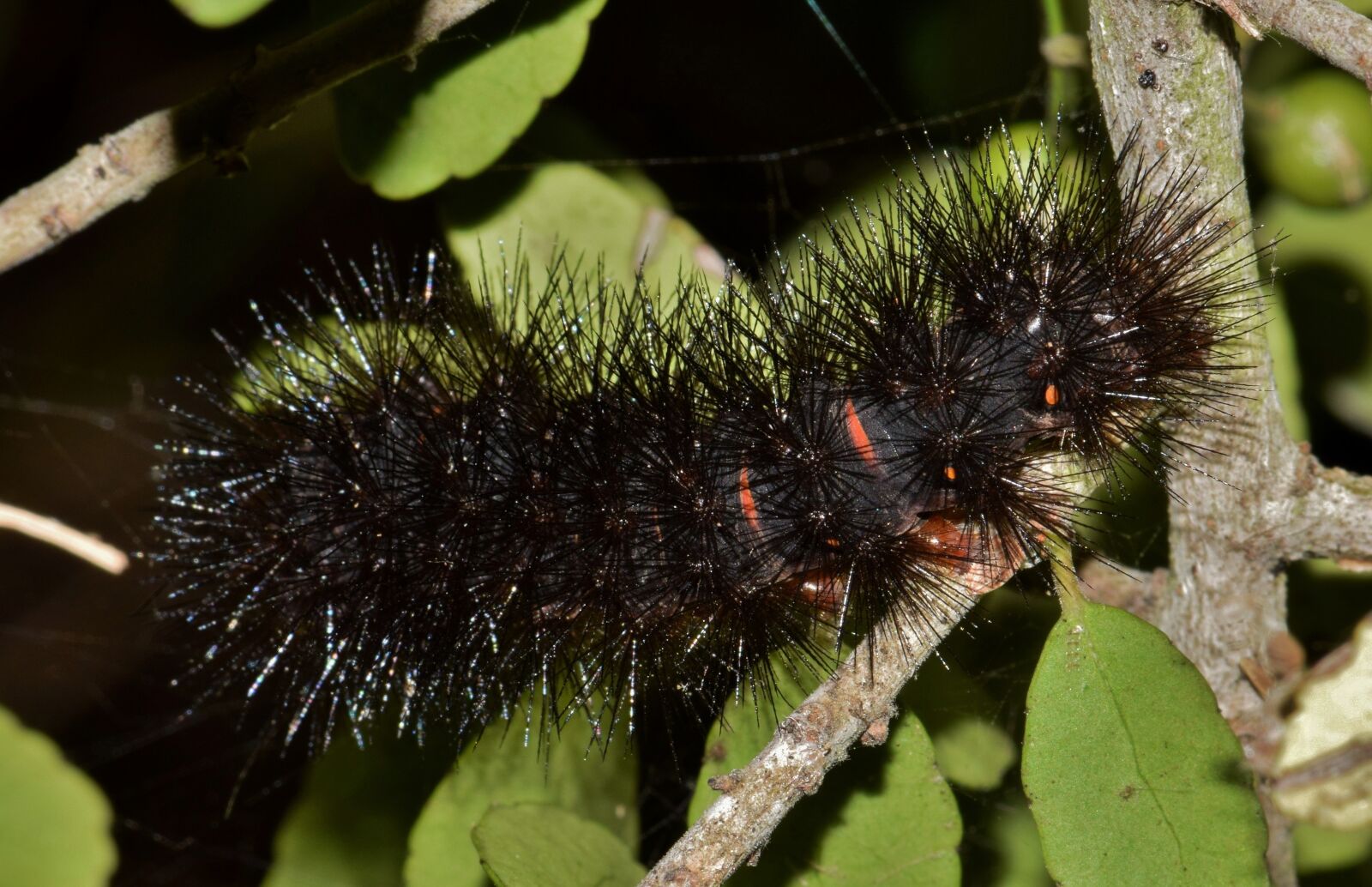 Nikon D5300 sample photo. Caterpillar, furry caterpillar, fuzzy photography