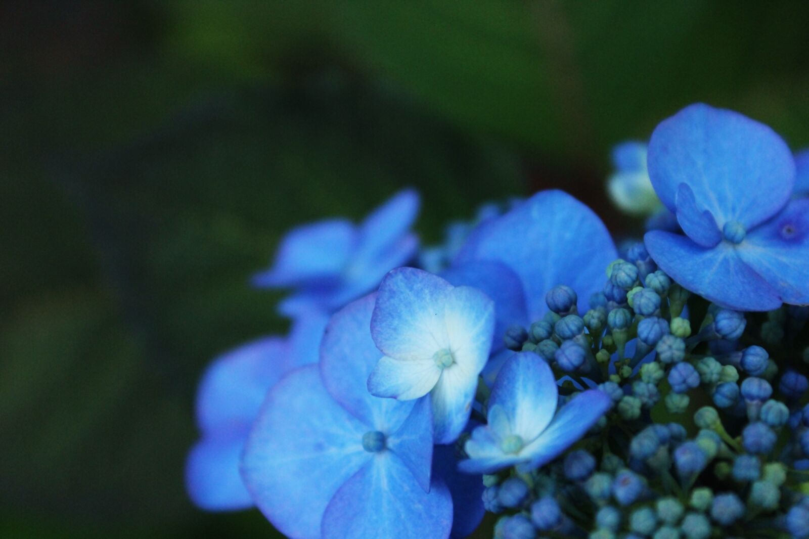 Canon EOS 1200D (EOS Rebel T5 / EOS Kiss X70 / EOS Hi) sample photo. Hydrangea, flower, garden photography