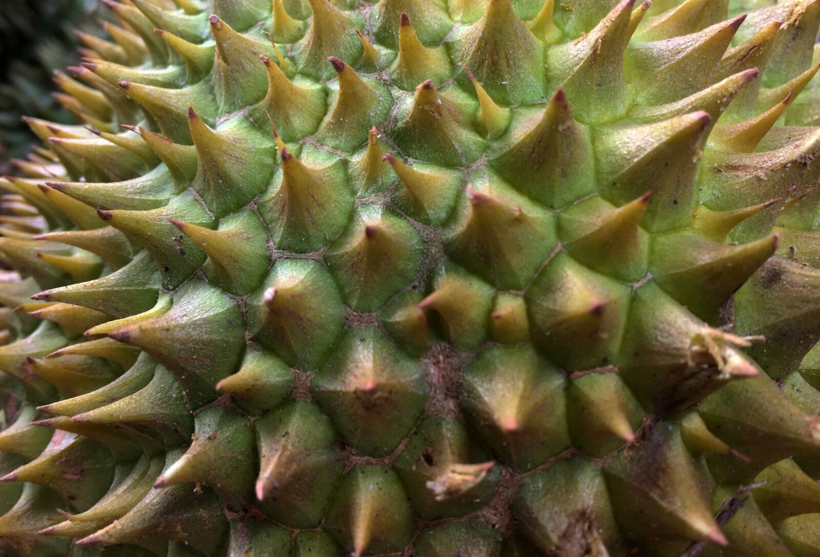 Apple iPhone 6 sample photo. Durian, king of fruits photography
